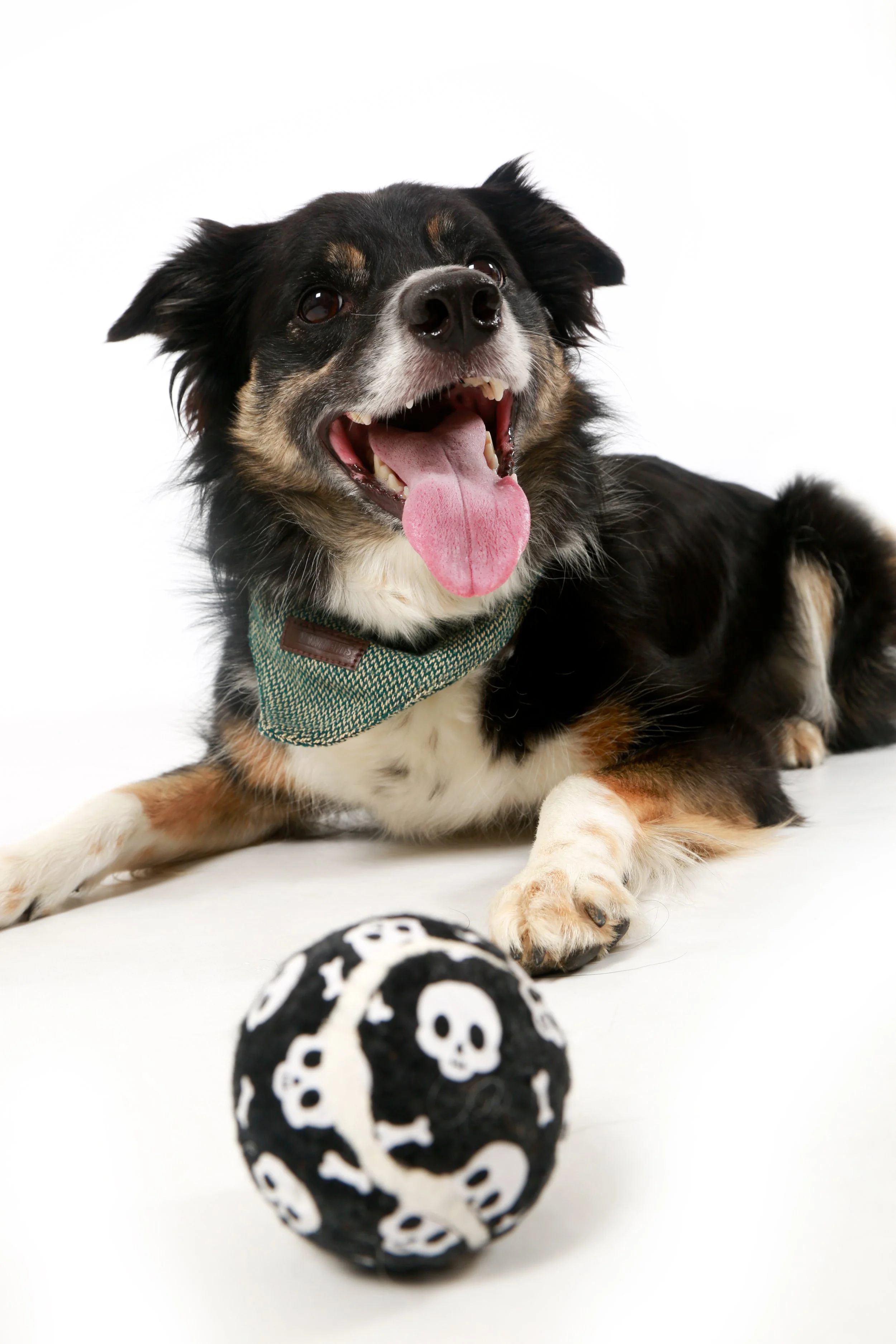 family and pet photo shoot dog puppy photoshoot studio Cardiff.jpg