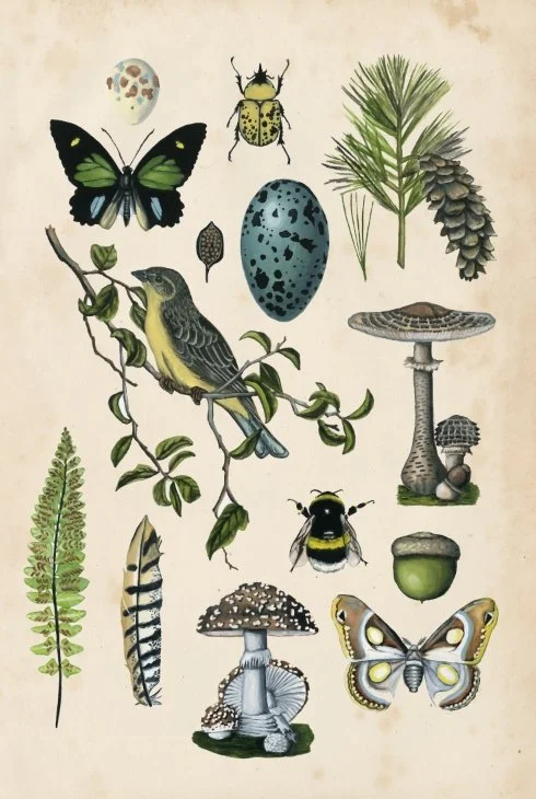 naturalists+collection.jpeg