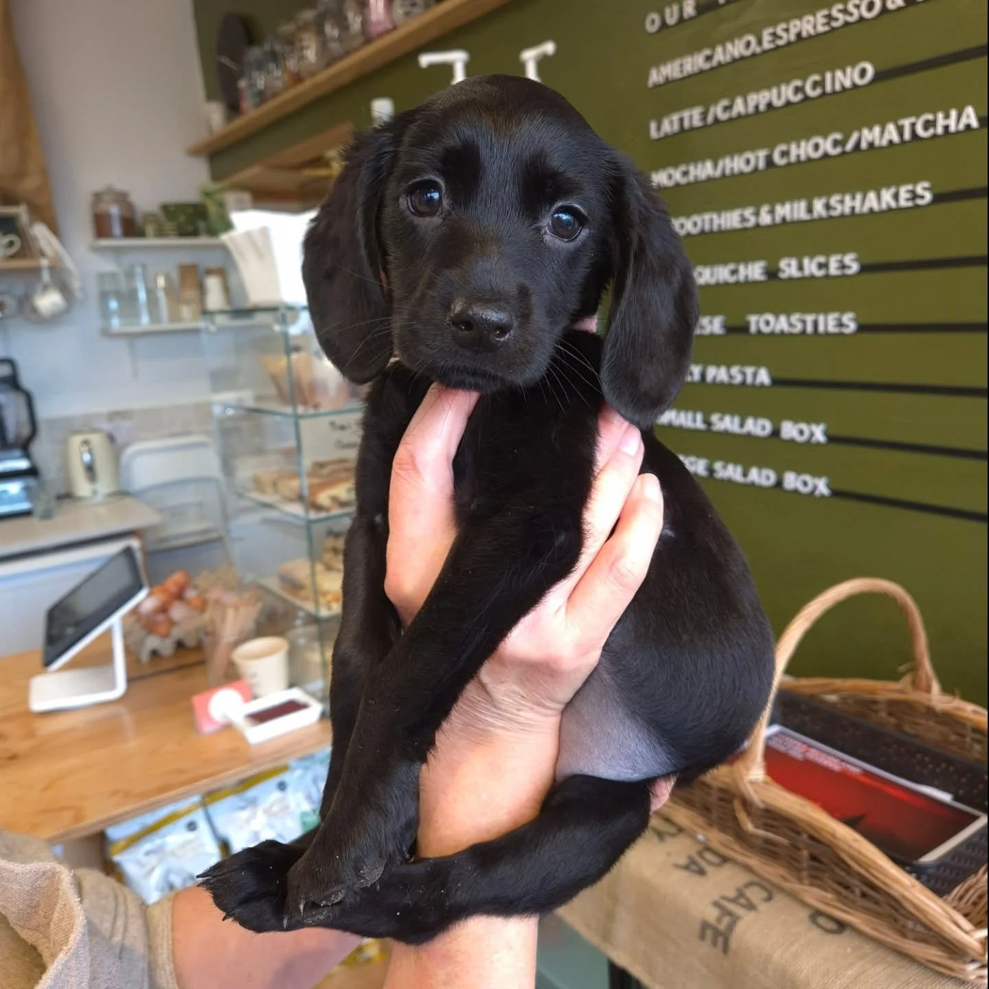 Not a cake post but the sweetest thing to ever appear on this page 🤎

Everyone welcome Maple 🍁 

We love her @joshwakeford