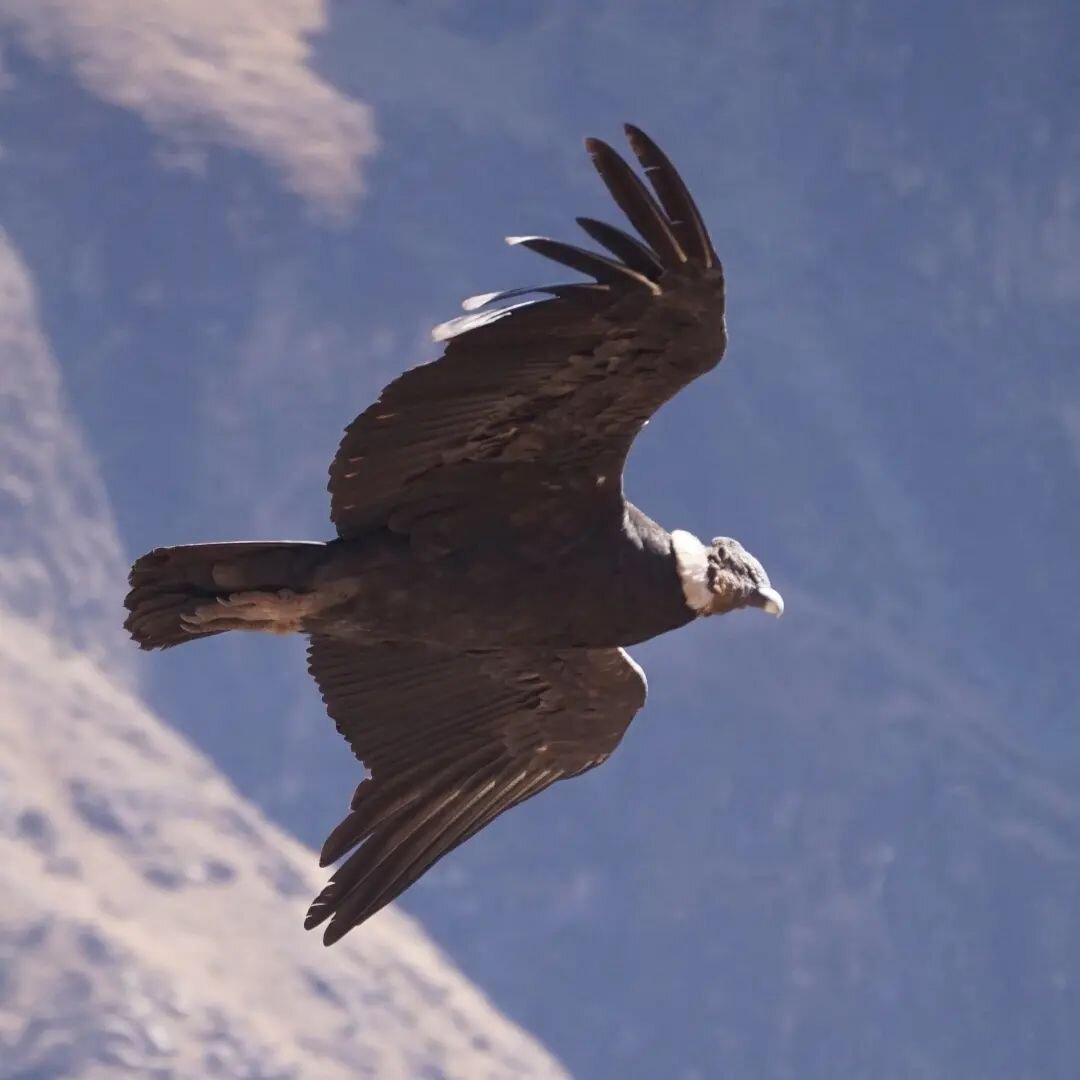 Yes, yes, yes! I've seen the Andean Condor!
With a maximum wingspan of 3.3&nbsp;m and weight of 15&nbsp;kg it's the largest flying bird in the world. In Andean mythology, the Andean condor was associated with the sun and was believed to be the ruler 