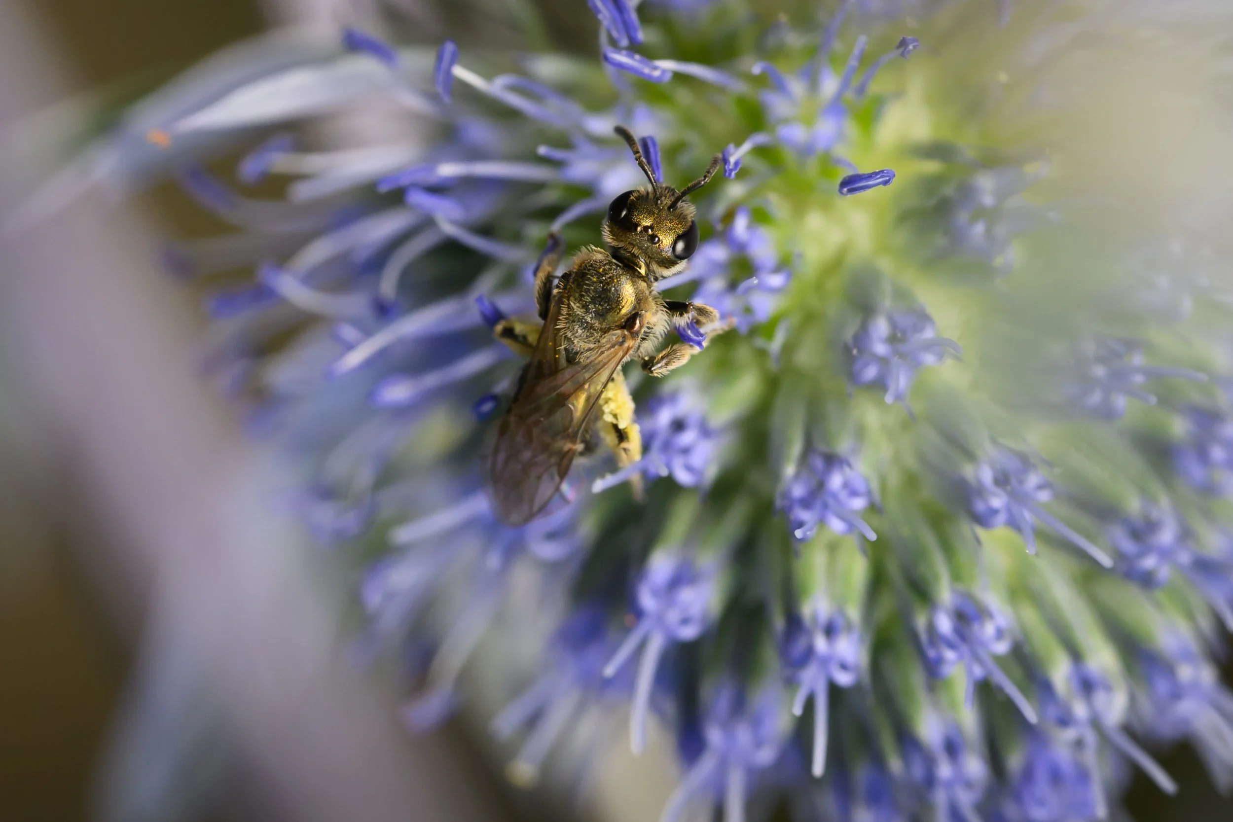 A close-up of a bee on a purple flowering plant.