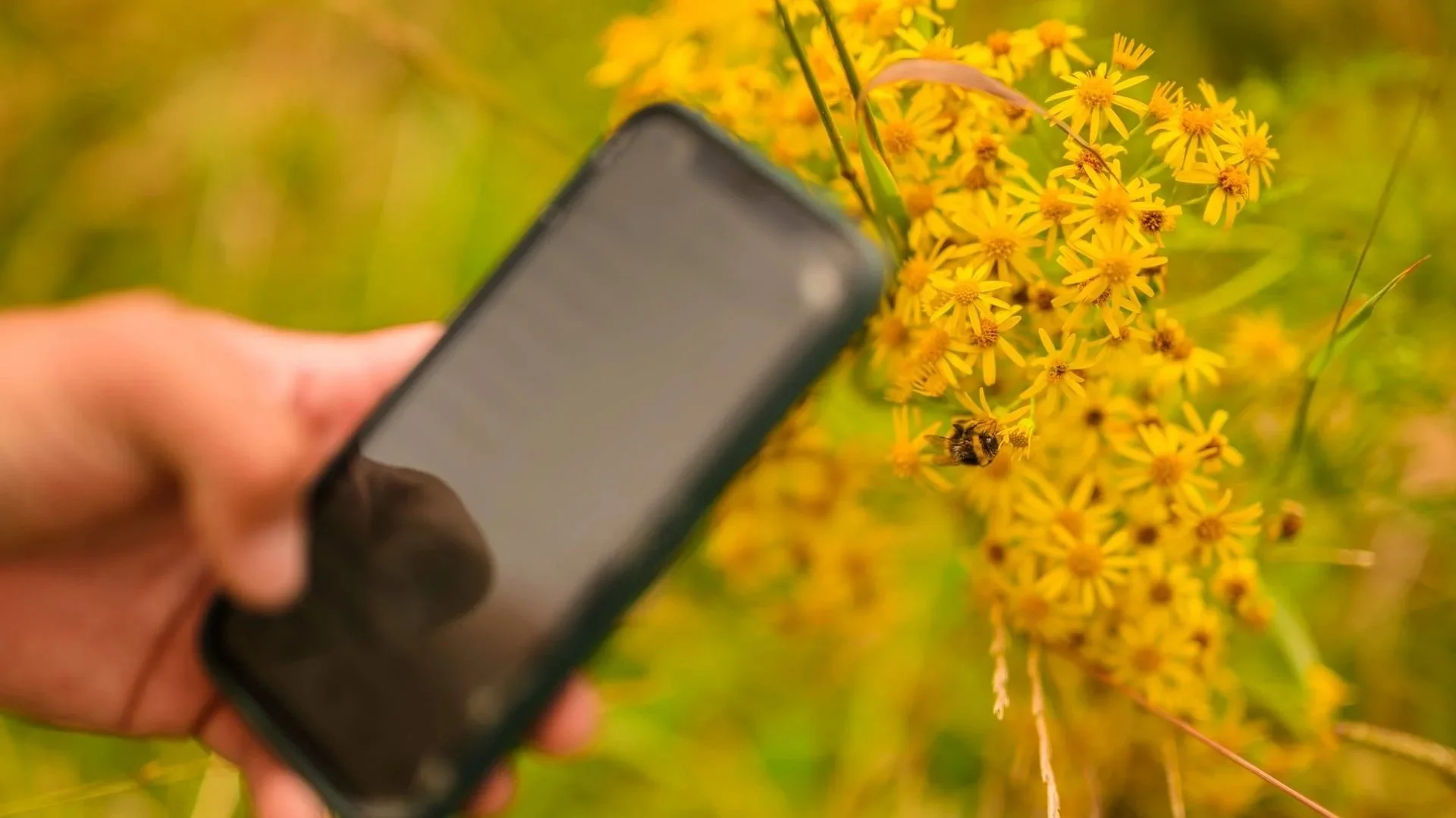 Pollenize - Biodiversity and Ecological Surveys, Wildflower Seeds ...