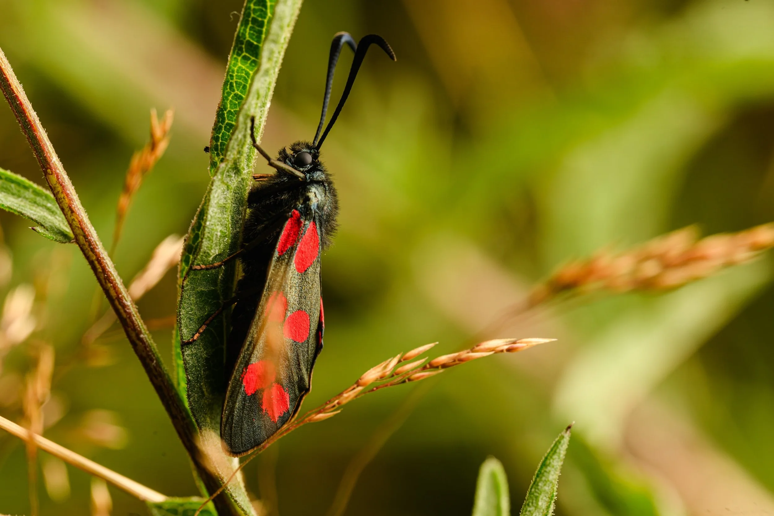 Close-up of a Six post burnet perched on a green plant stem amidst grass and leaves.