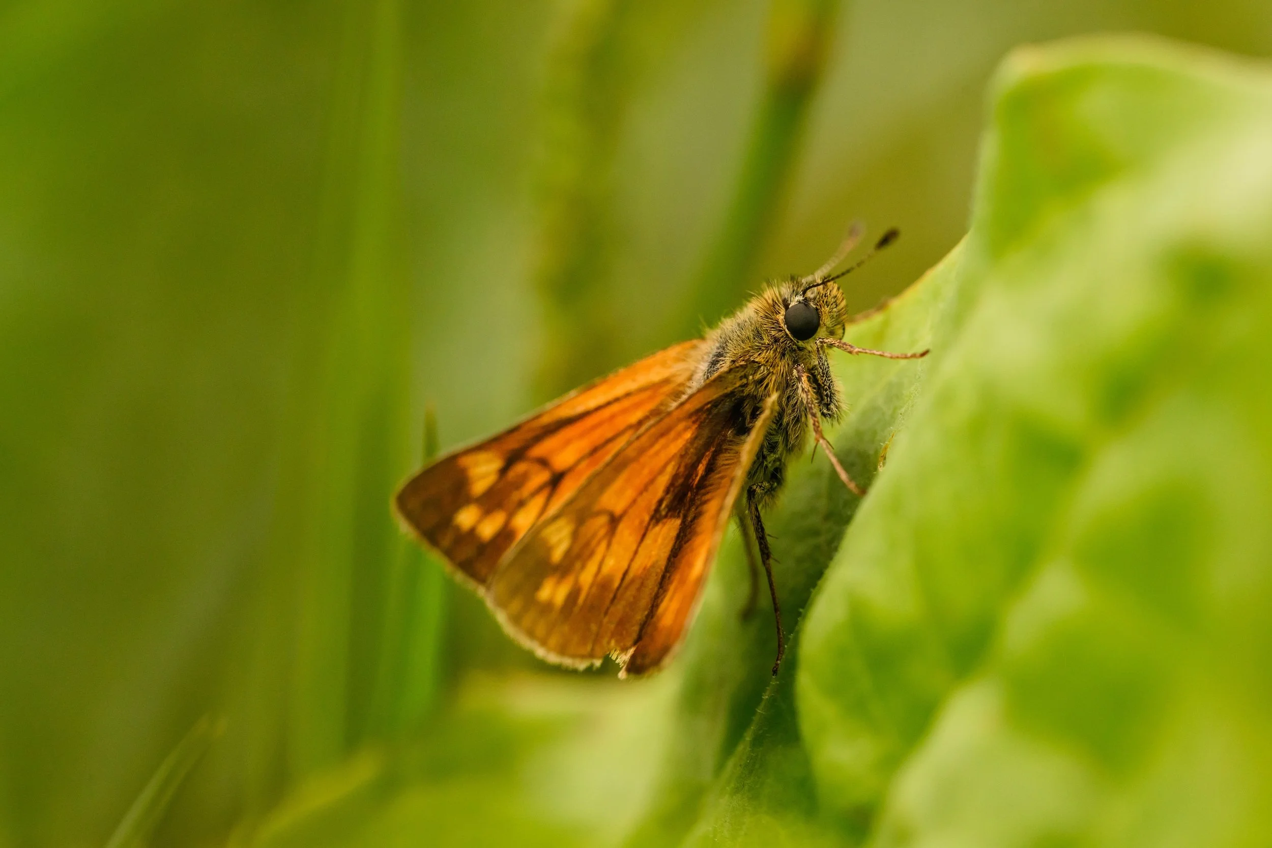 Close-up of a Skipper butterfly perched on a green leaf with a blurred green background.