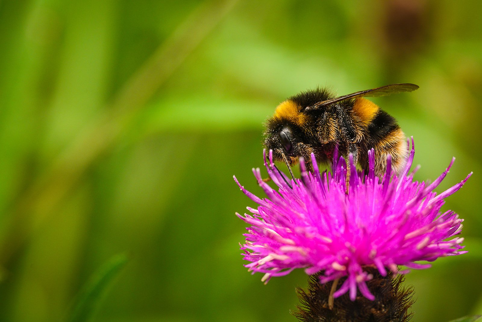 Buff-tailed bumblebee - Bombus terrestris-1652_websize.jpg