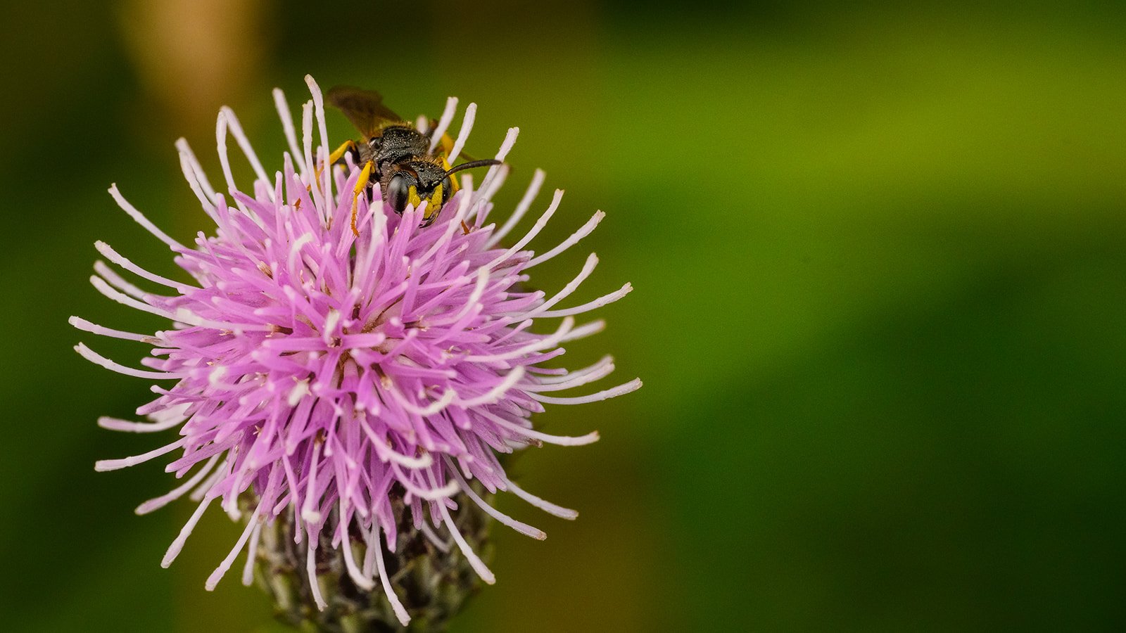 Bee wolf - Philanthus triangulum-1837_websize.jpg