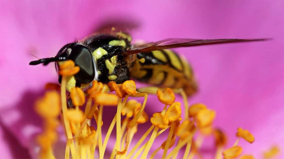 Pollen Wasp.jpg