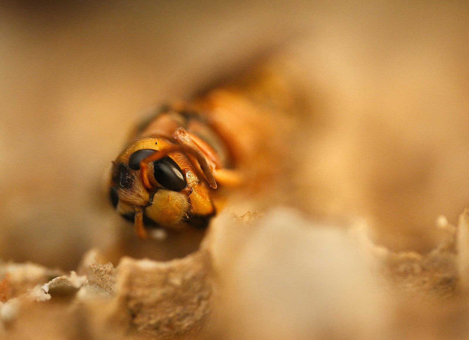 Poole Farm - European hornet - Vespa crabro-7985_websize.jpg