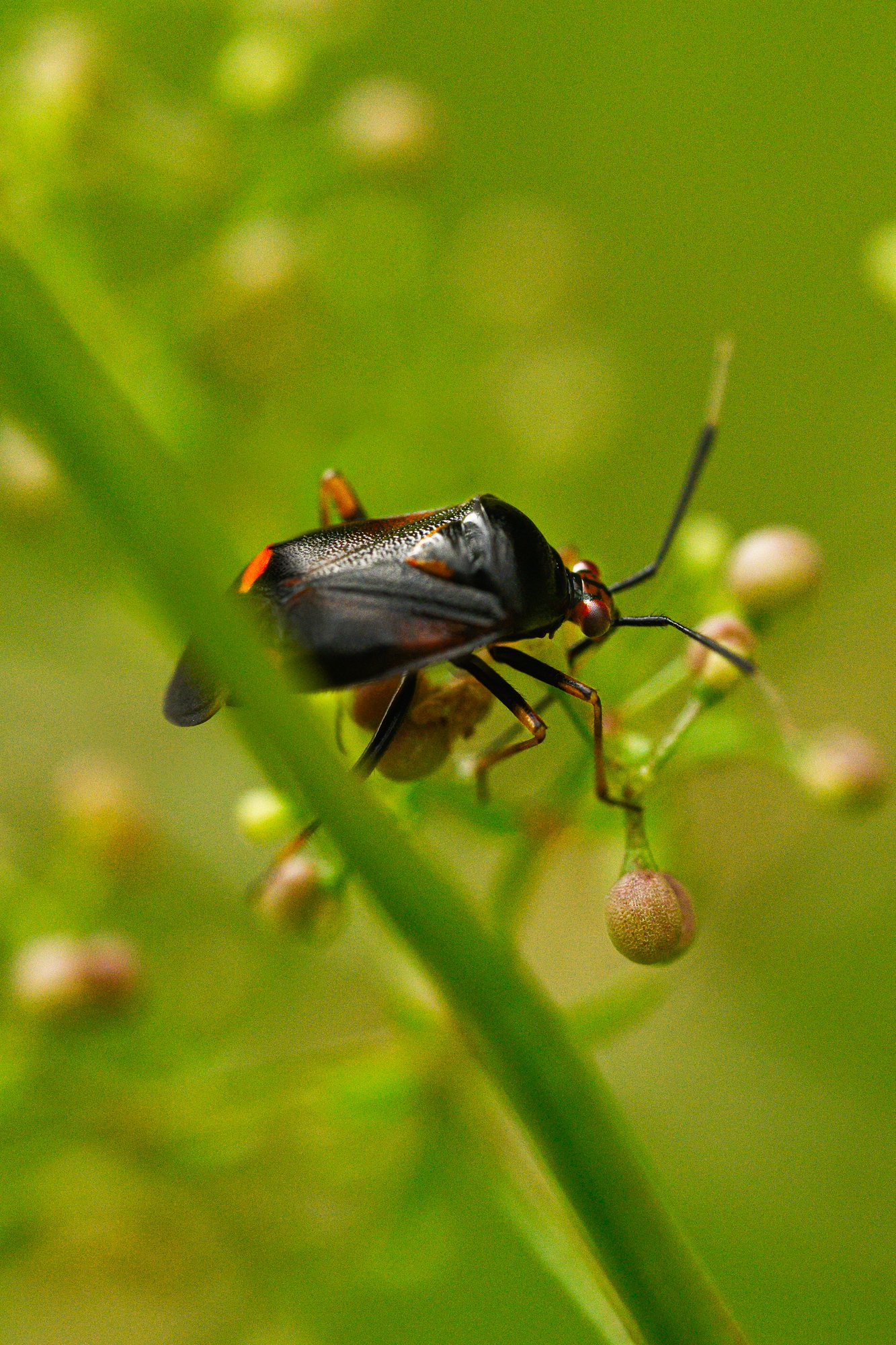 Red Bug • Deraeocoris ruber • Black variant-8675.jpg