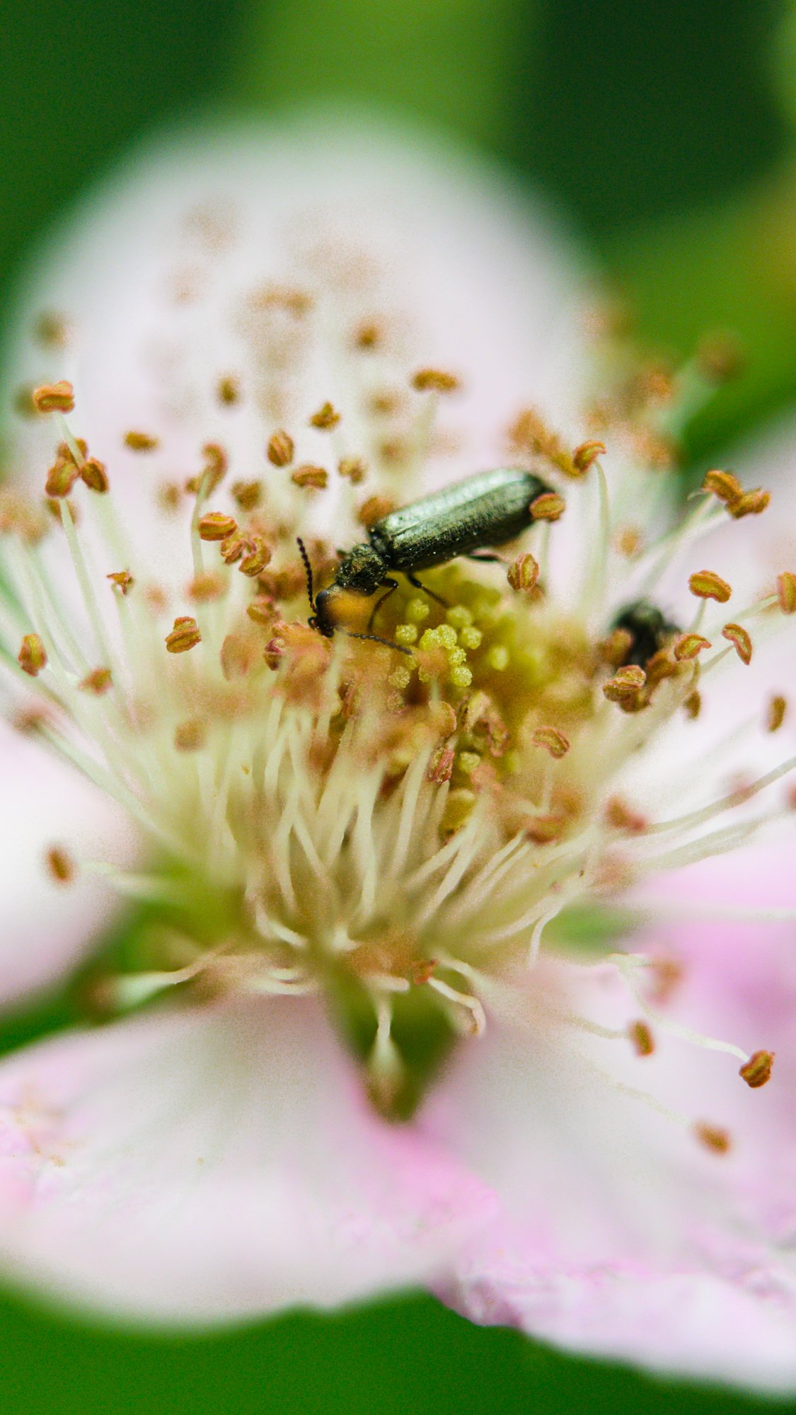 Flower Beetle - Oedemera nobilis-2.jpg