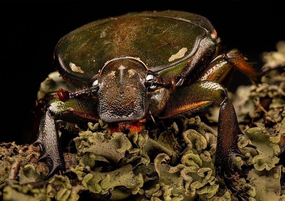 African Flower Beetle • Female-5464.jpg