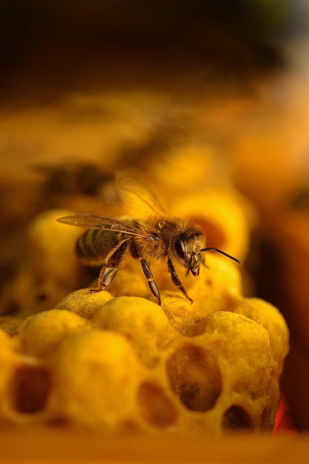 Pollenize - Royal William Yard - Worker Bee-3299_websize.jpg