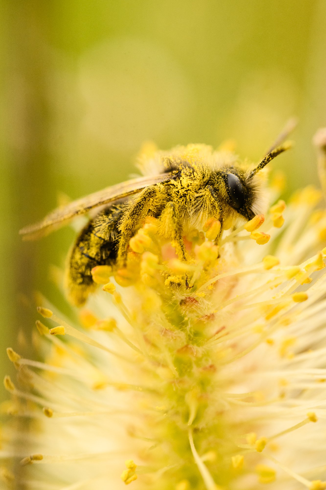 Small Sallow Mining Bee - Andrena praecox-4052.jpg