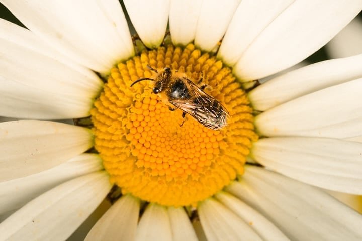 World Bee Day 🐝

Disappearing pollinators can mean losing some of the nutritious food we need for a healthy diet. The decline of pollinators could have disastrous effects for our future of food. Their absence would jeopardize the three-quarters of t