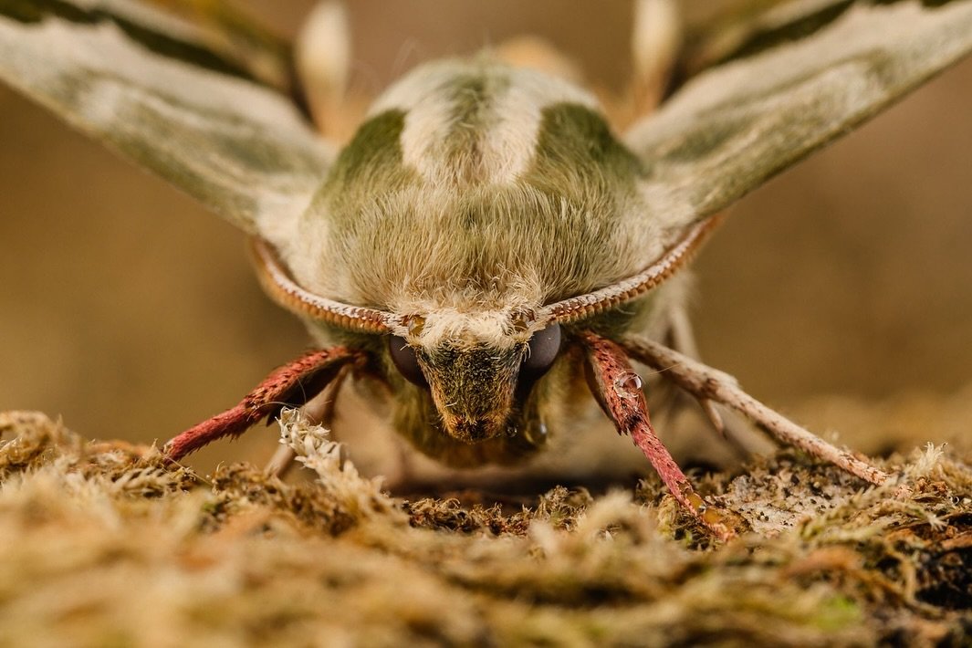 Spotlight Species: Lime Hawk-moth
Scientific name: Mimas tiliae

Have you seen this beauty fluttering around lately? The Lime Hawk-moth is a large, night-flying moth with scalloped-edged wings marked in soft buff and green tones. You can find them fr