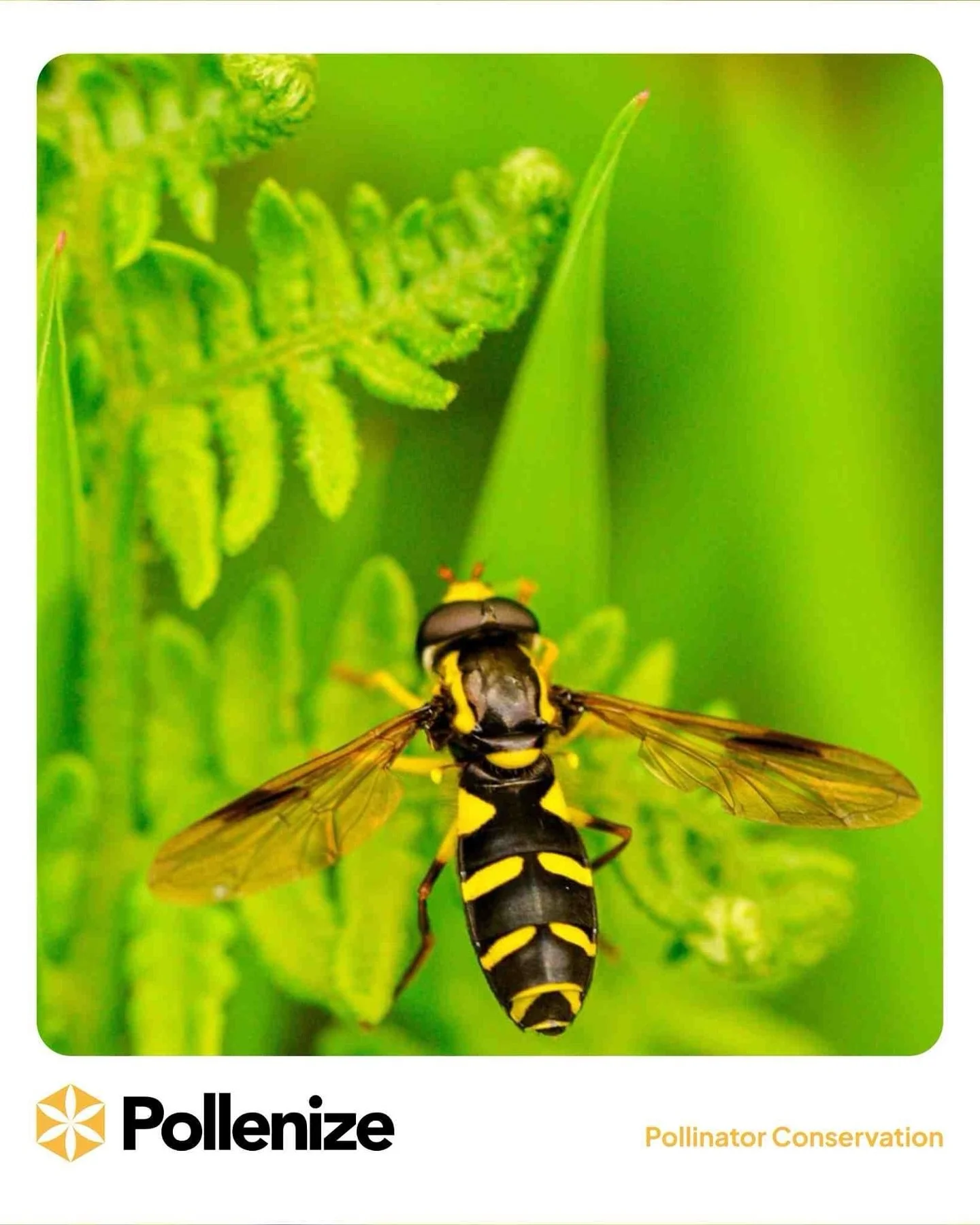 A hoverfly at rest,  a reminder that every patch of wildflowers and untamed foliage is vital. By leaving space for insects, we nurture the pollinators that keep our ecosystems thriving. 

Head to our website via the link in our bio to find out how we