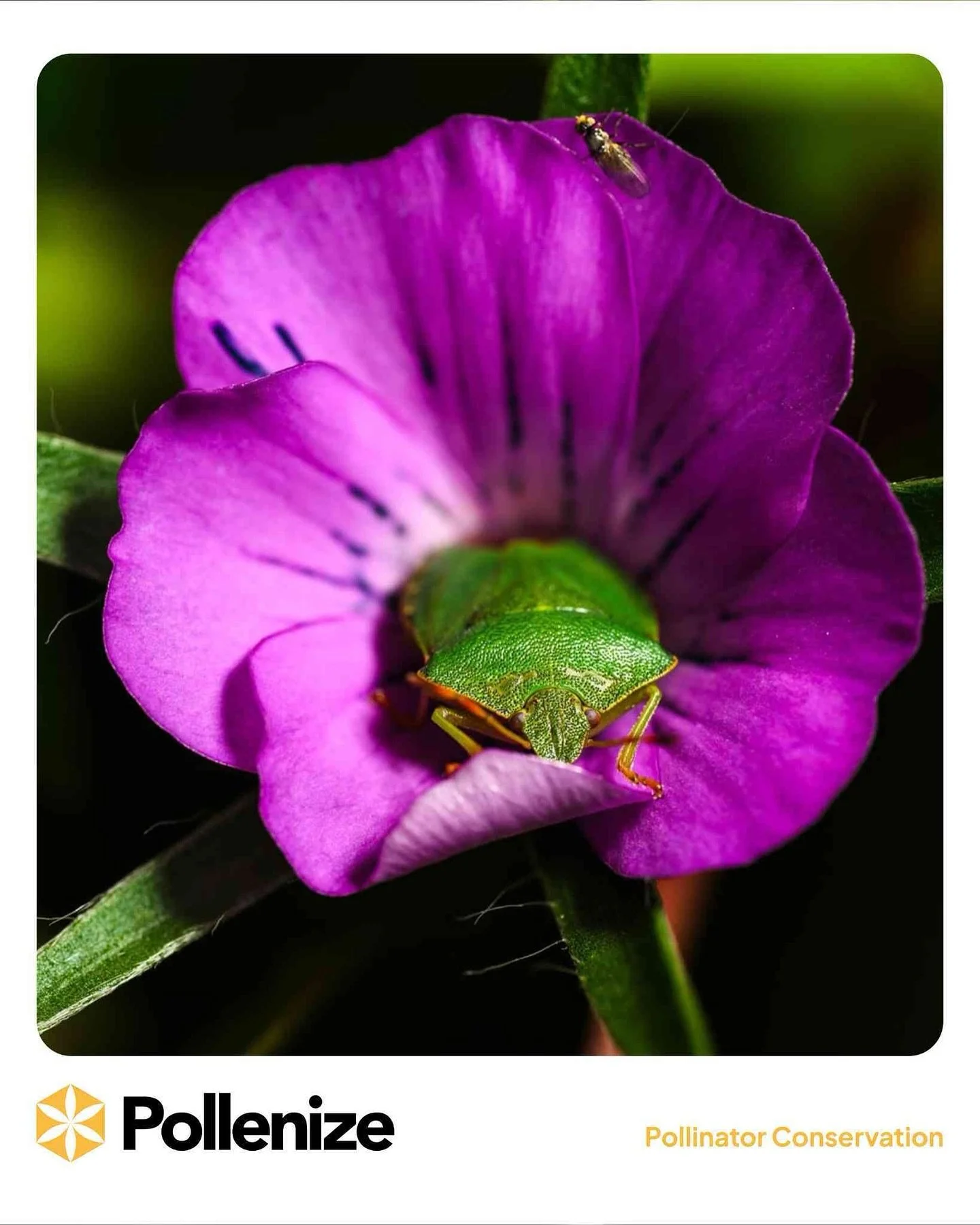 Flowers aren&rsquo;t just for pollination, they&rsquo;re also shelter, food, and a safe haven for countless insects. 🌸🪲🐝

This incredible shot by Chris Parkes at Tippy Park Orchard captures a green shield bug and a tiny hoverfly, both making the m