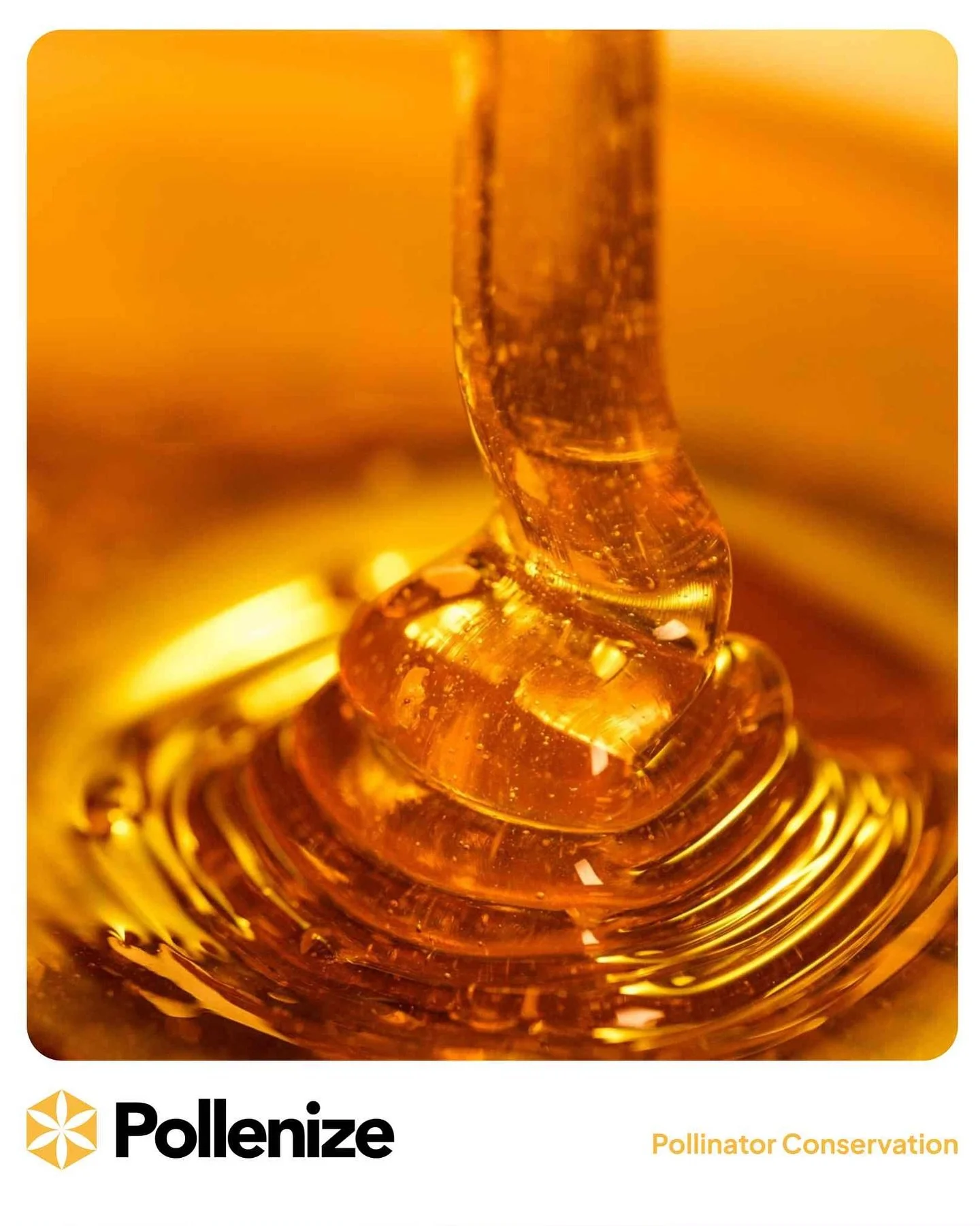 #nationalhoneyday π―Big thanks to nature’s hardest workers, for every drop of honey and all the pollination magic they do. ππ