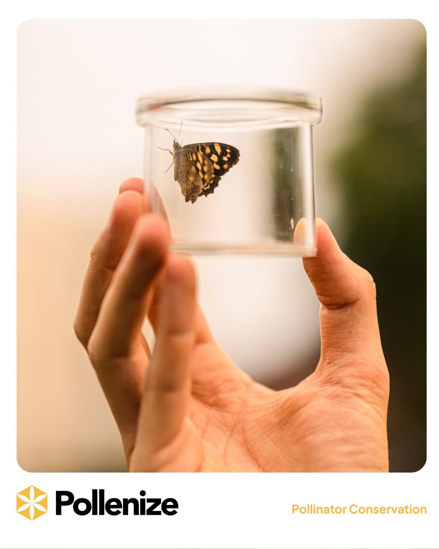 Capturing data and a moment of beauty. 🦋 Every species recorded during a Pollenize BioBlitz adds to our knowledge of local biodiversity and ecosystem health