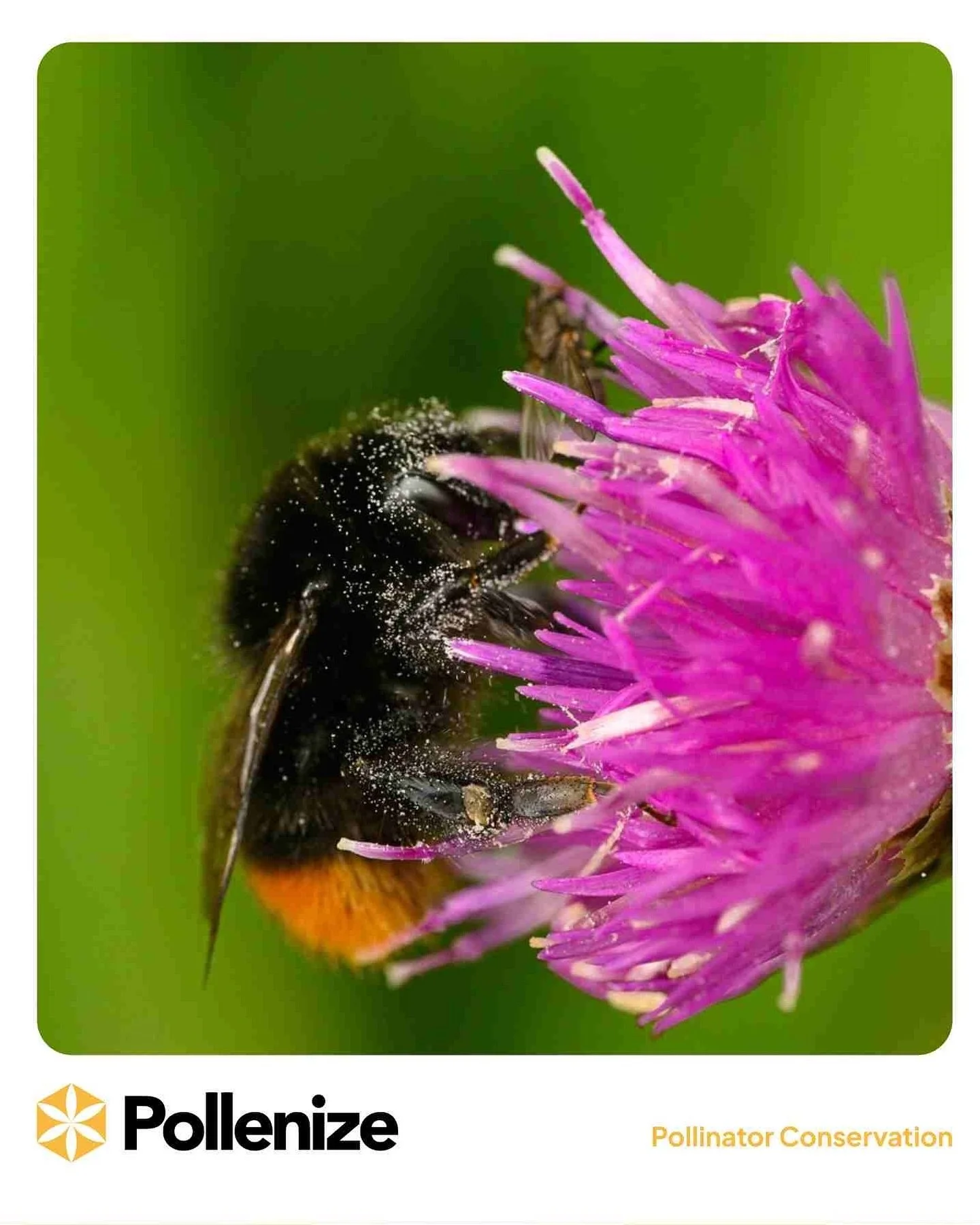 Just buzzing in to say&hellip;

🌿 Plymouth&rsquo;s Social Enterprise City Festival is taking place this week!

 As a proud social enterprise rooted in Plymouth, we love seeing our city champion innovation, inclusion and community-driven impact.

unt