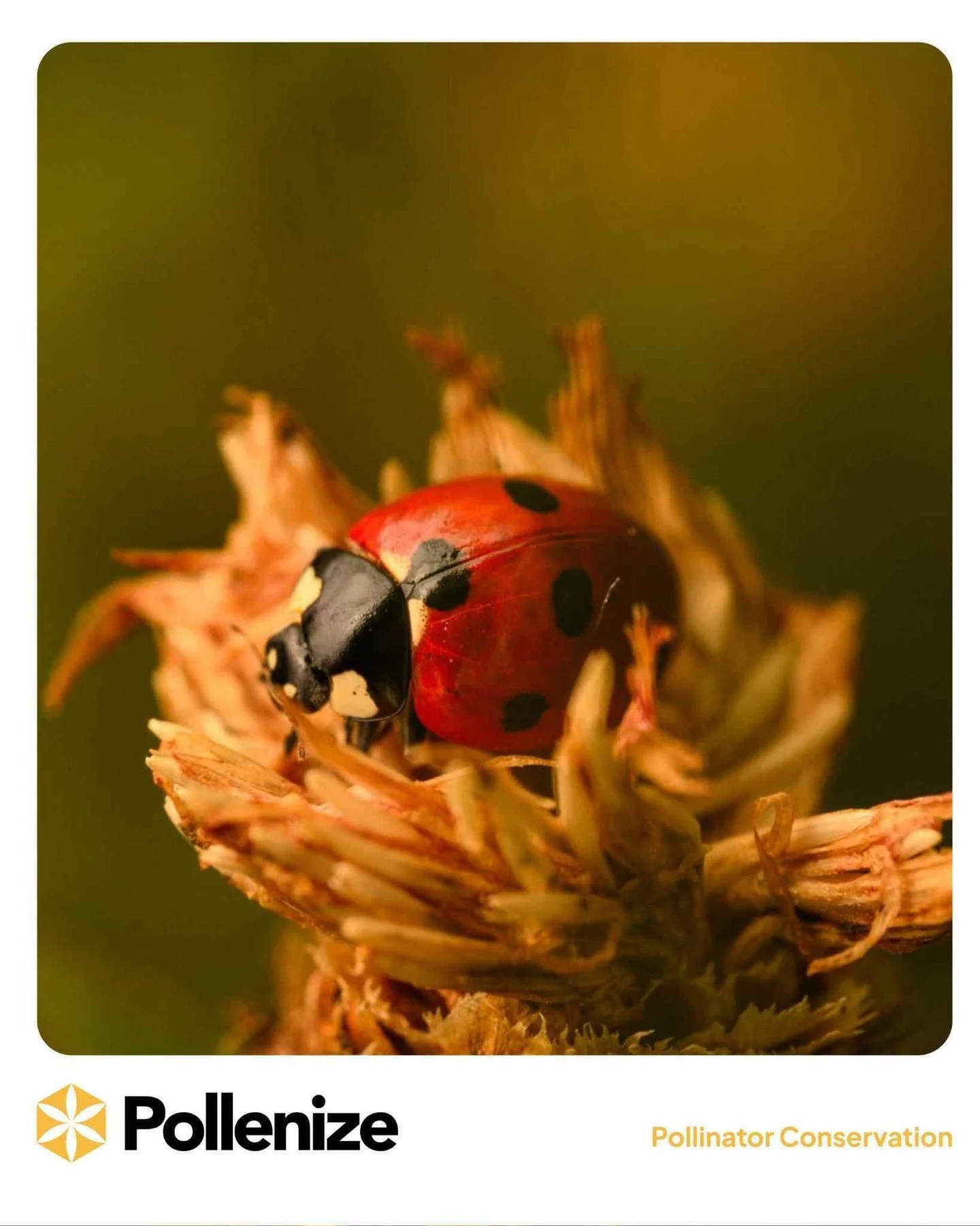 🌼🐞 Say hello to our little ladybird friend! 🐞🌼

Did you know ladybirds are actually beetles and some of the hardest-working helpers in our ecosystems? From munching on pests to supporting healthy plant life, beetles and bugs play a huge role in k
