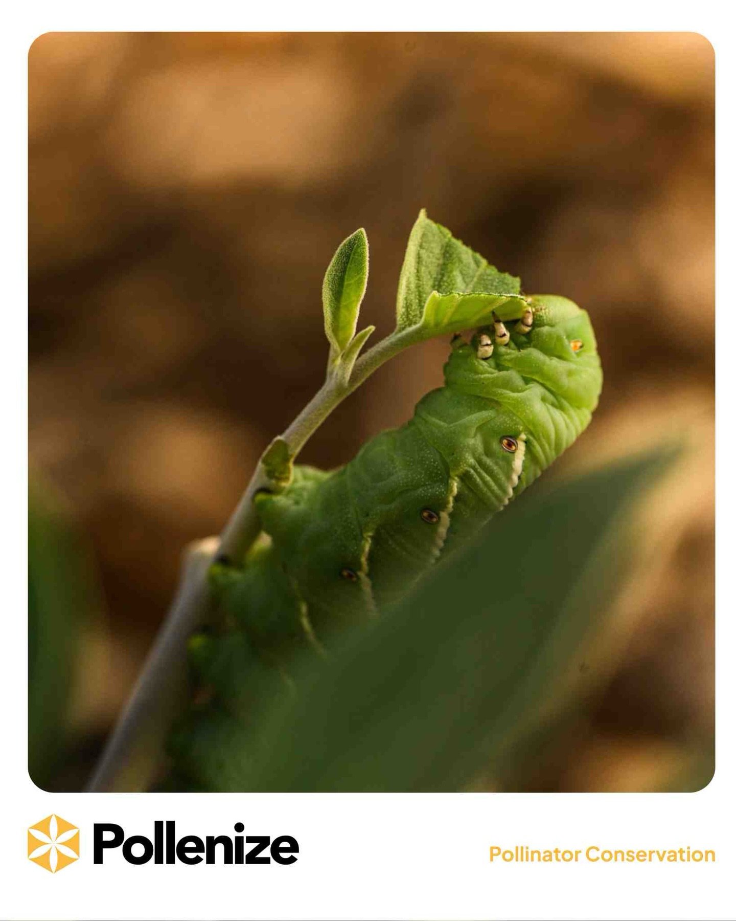 Who&rsquo;s been overindulging like this little friend? 🐛🤭 It&rsquo;s okay, it is Christmas after all!
Wishing our Pollenize community a joyful festive season as we get ready to welcome the New Year ✨