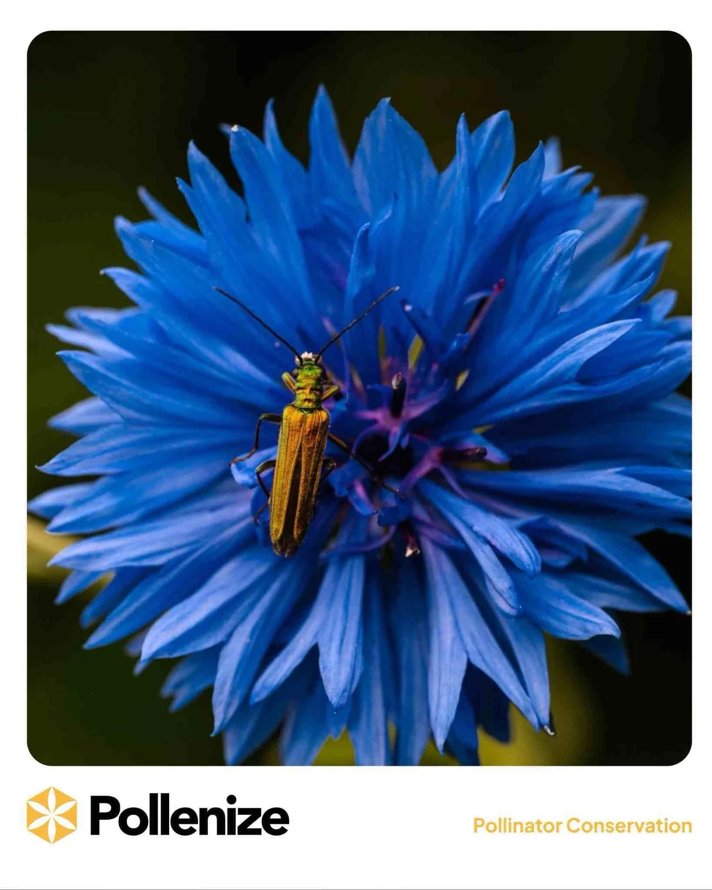 Protect the tiny creatures that keep our world blooming, insect conservation is essential for healthy ecosystems and our future. 🐝🌿