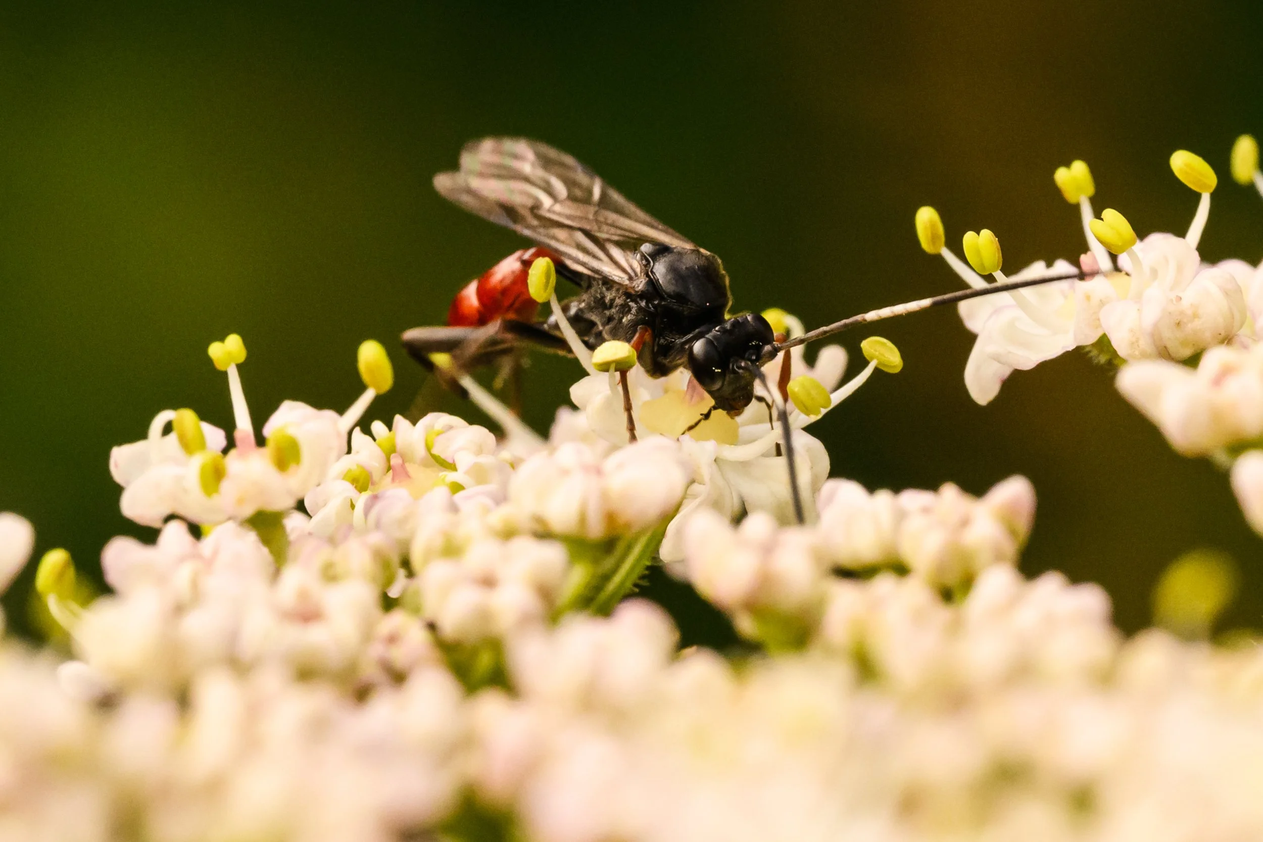 Close-up of a black and red wasp on small white flowers, collecting nectar or pollen.