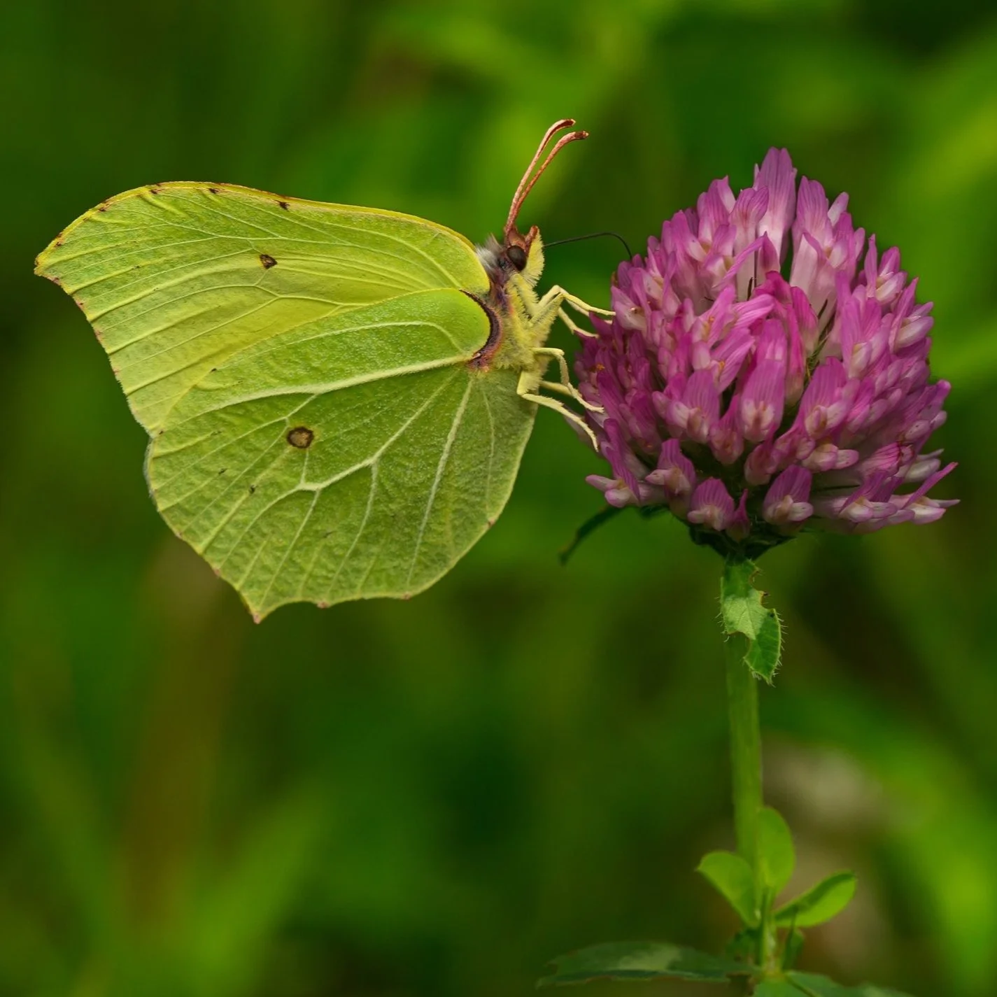 A Brimstone butterfly perched on a purple flower against a blurred green background.