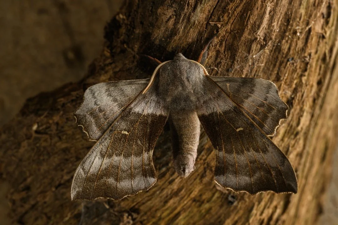 A close-up of a Poplar hawk moth with wings spread resting on a tree trunk.