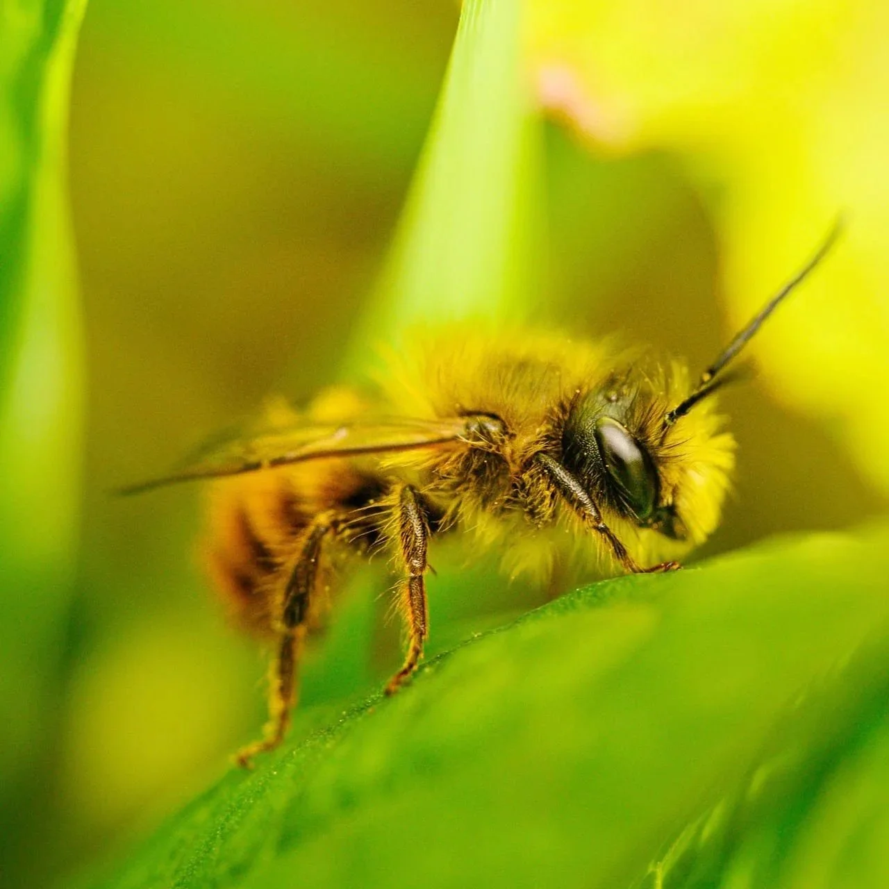 Red Mason Bee