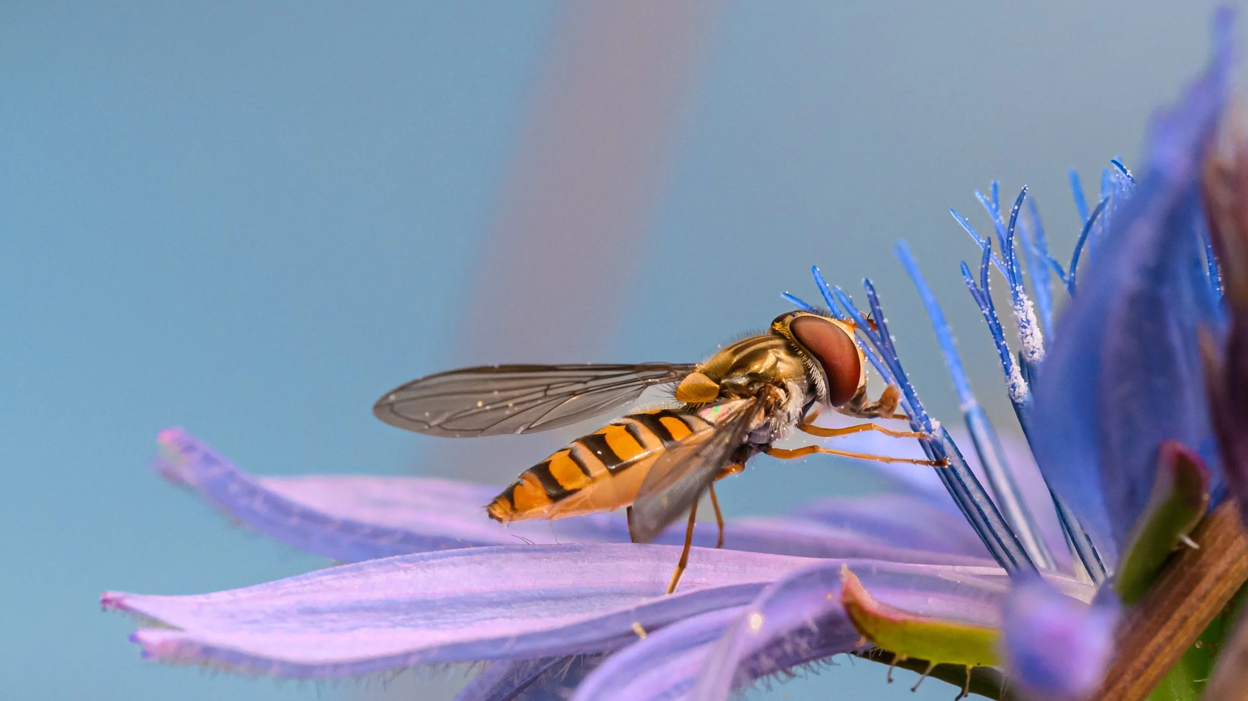 Close-up of a hoverfly perched on a purple flower, showing detailed wings, large red eyes, and striped yellow and black abdomen against a soft blue background.
