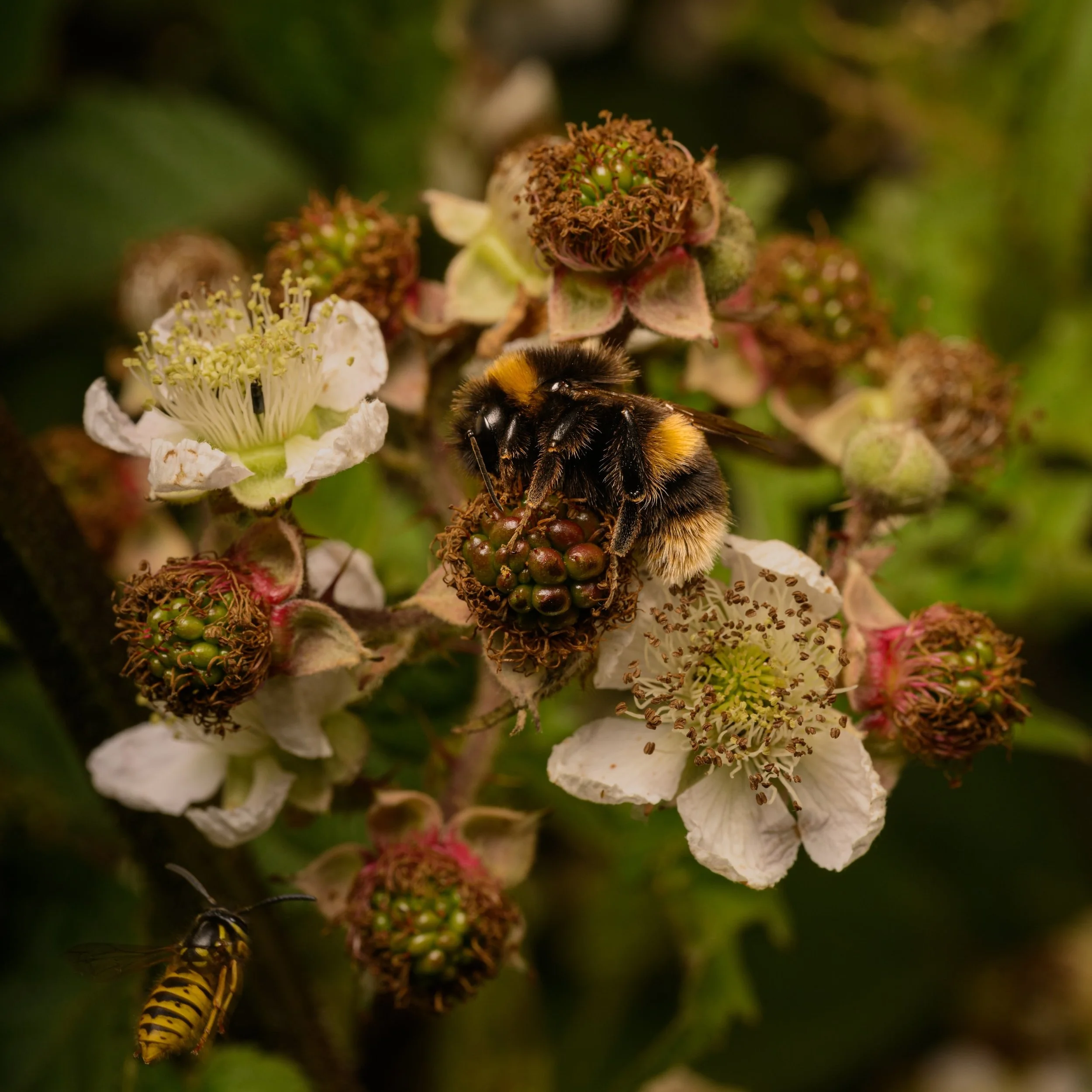 Close-up of a bee on a blackberry flower, with another bee nearby, surrounded by blooming white and pink flowers.