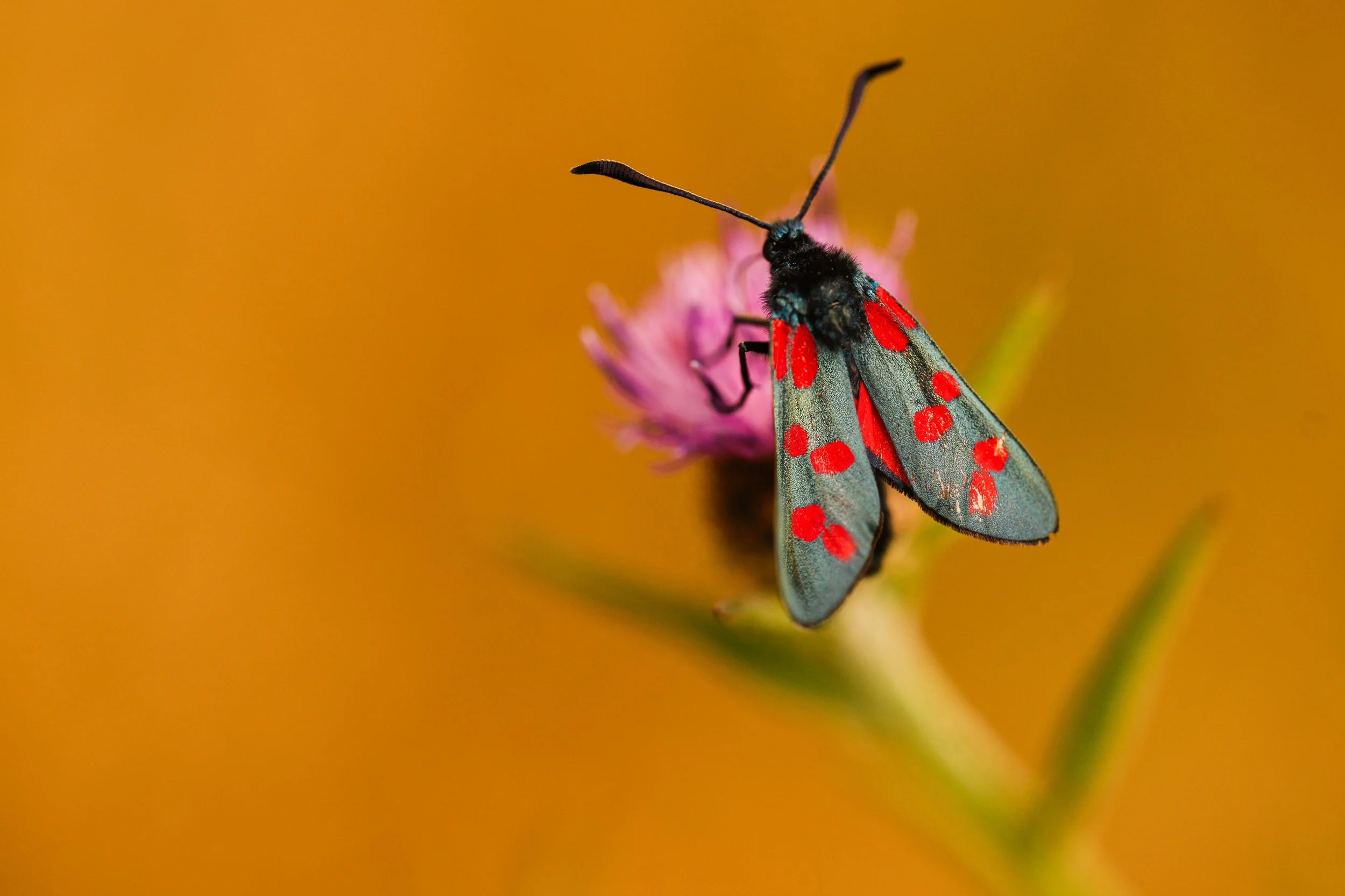 Six-spot Burnet - Zygaena filipendulae-0989.jpg
