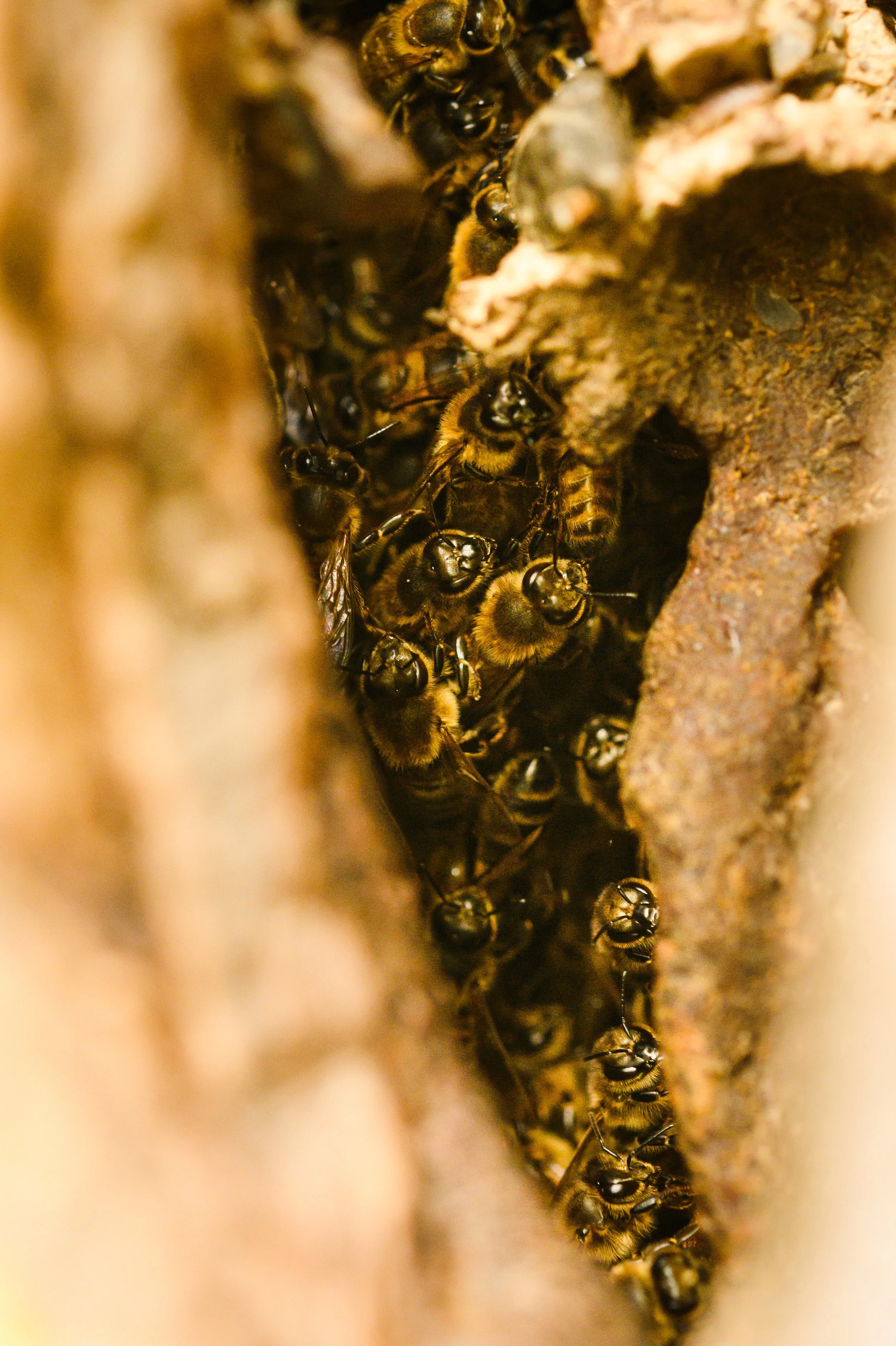 Close-up of honeybees inside a hive, clustering around the entrance.