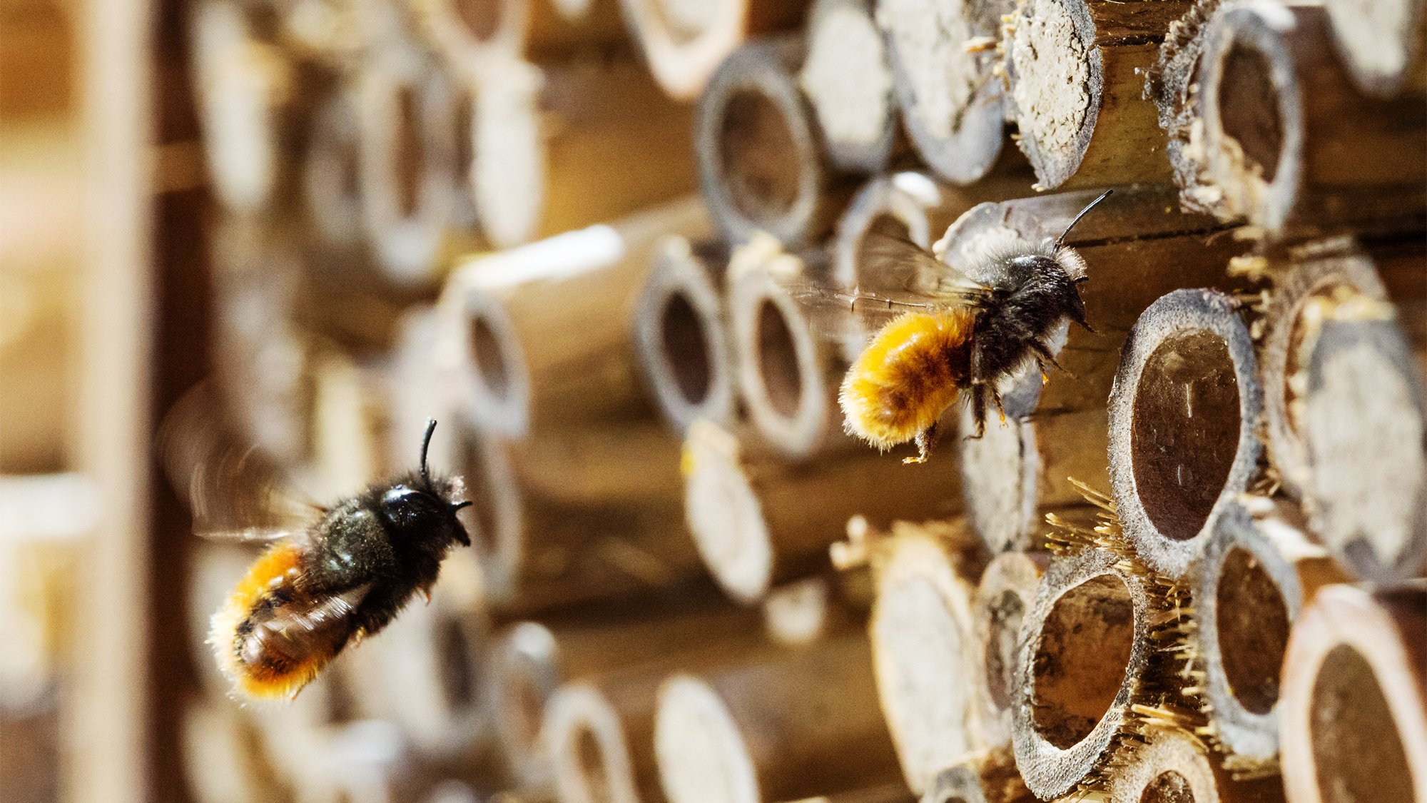 Solitary Bees and Bug Hotel Services .jpg