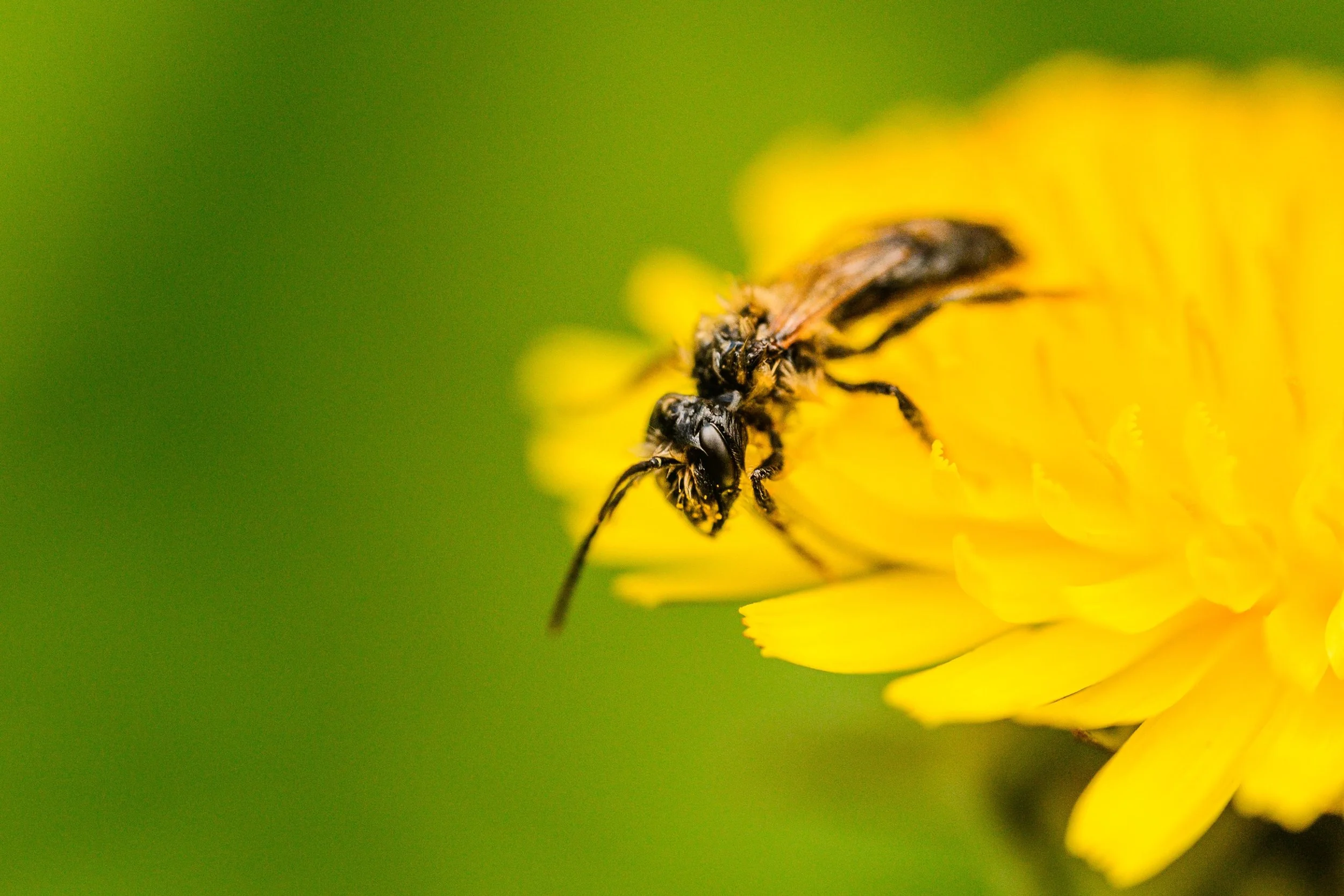 Close-up of a bee on a yellow flower against a green background.