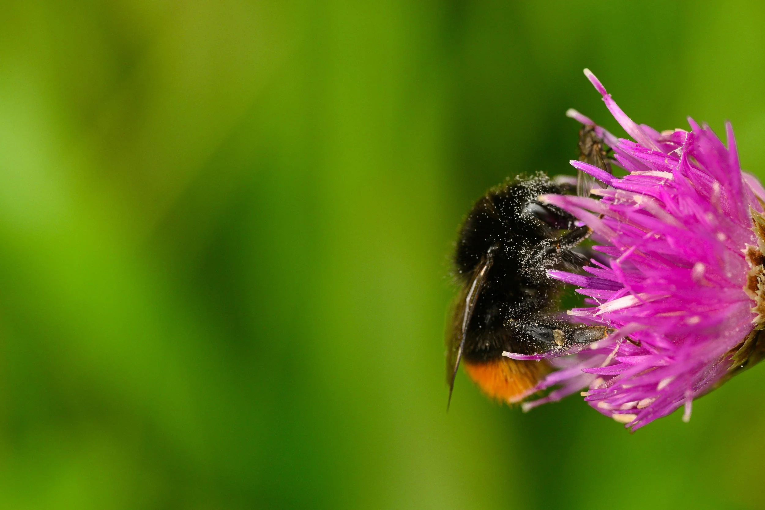 A close-up of a bee with black and orange body covered in pollen on a pink spiky flower with a blurred green background.