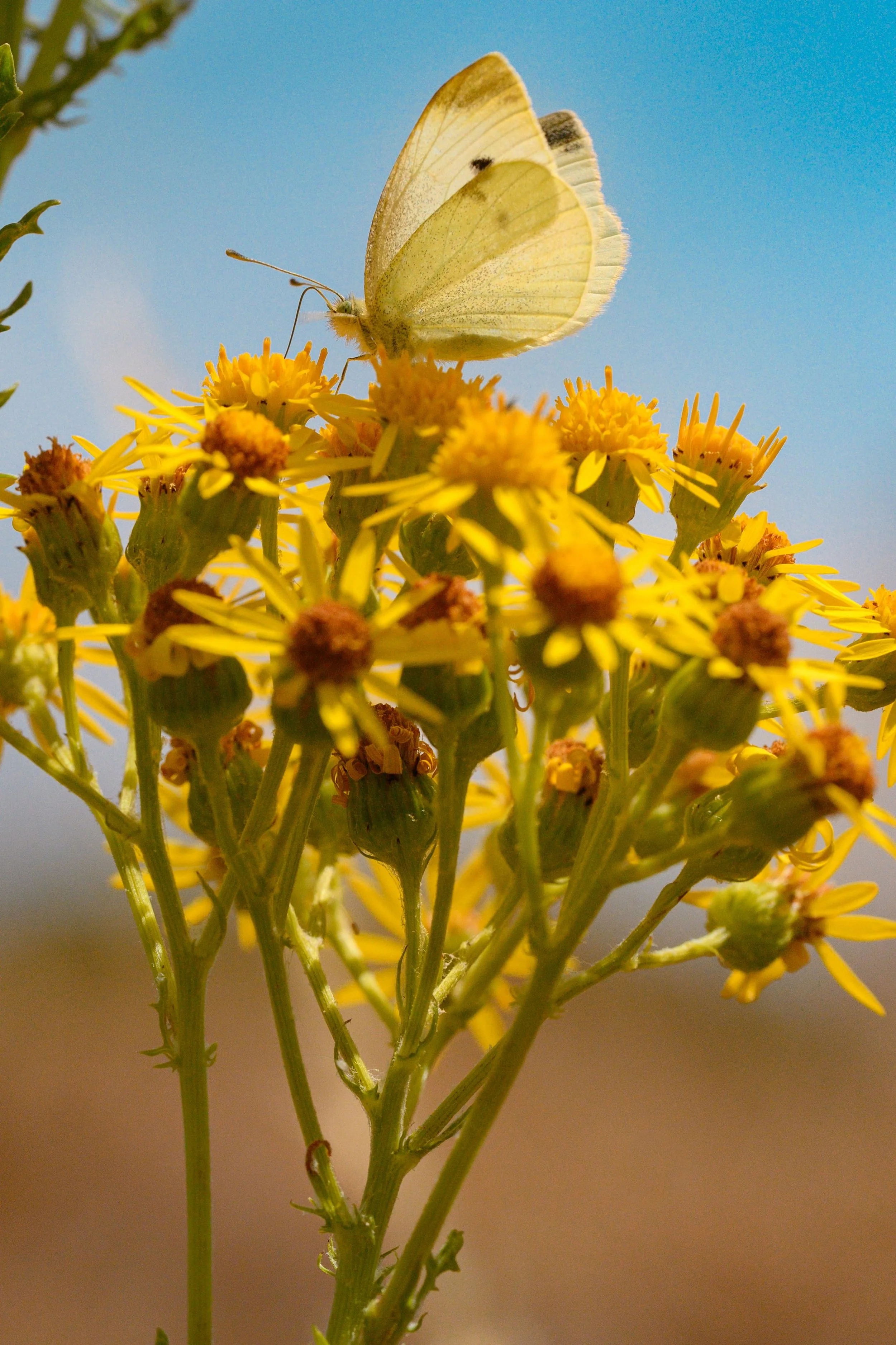Small White - Pieris rapae-1078.jpg