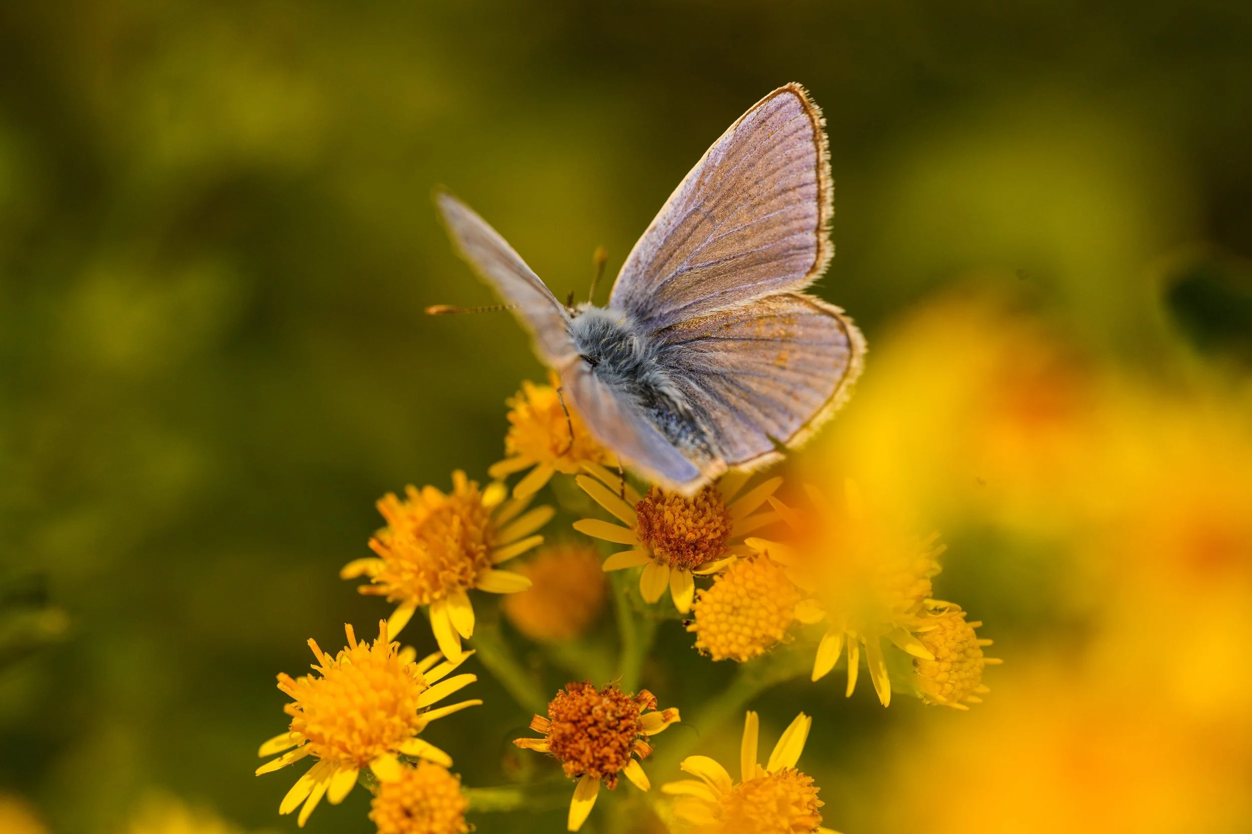Common Blue - Polyommatus icarus-1062.jpg