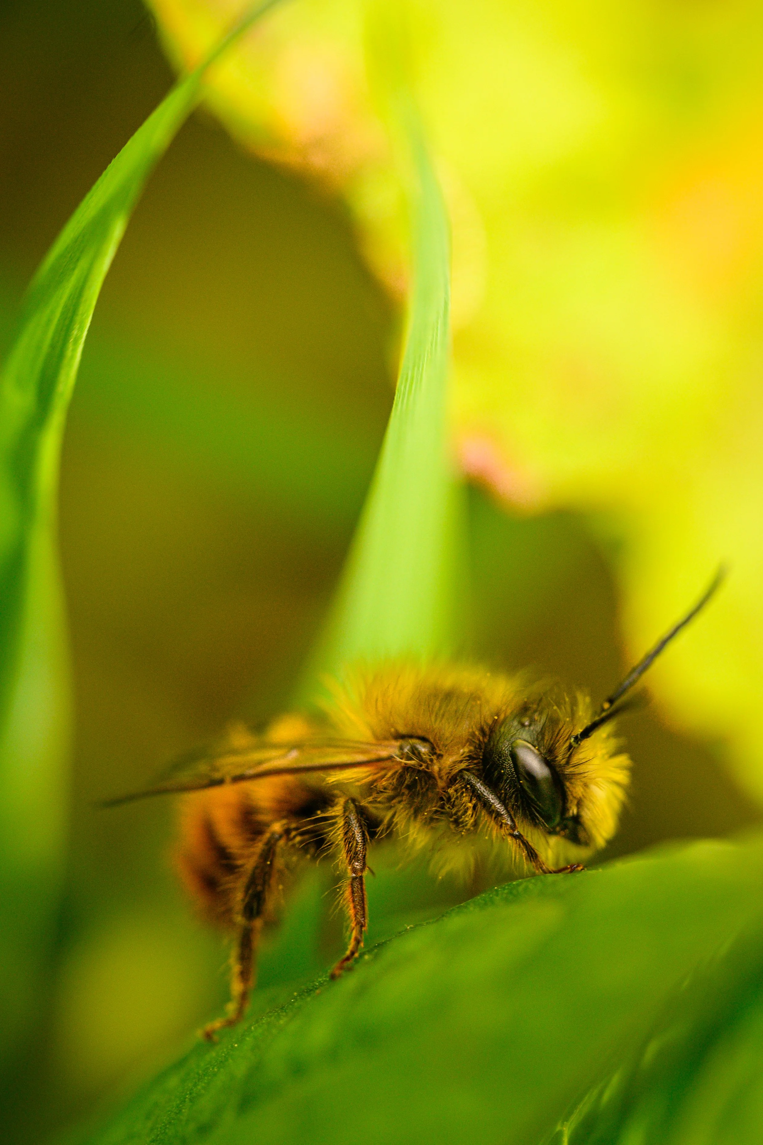 Close-up of Osmia bicornis - Red Mason Bee-  on a green leaf.