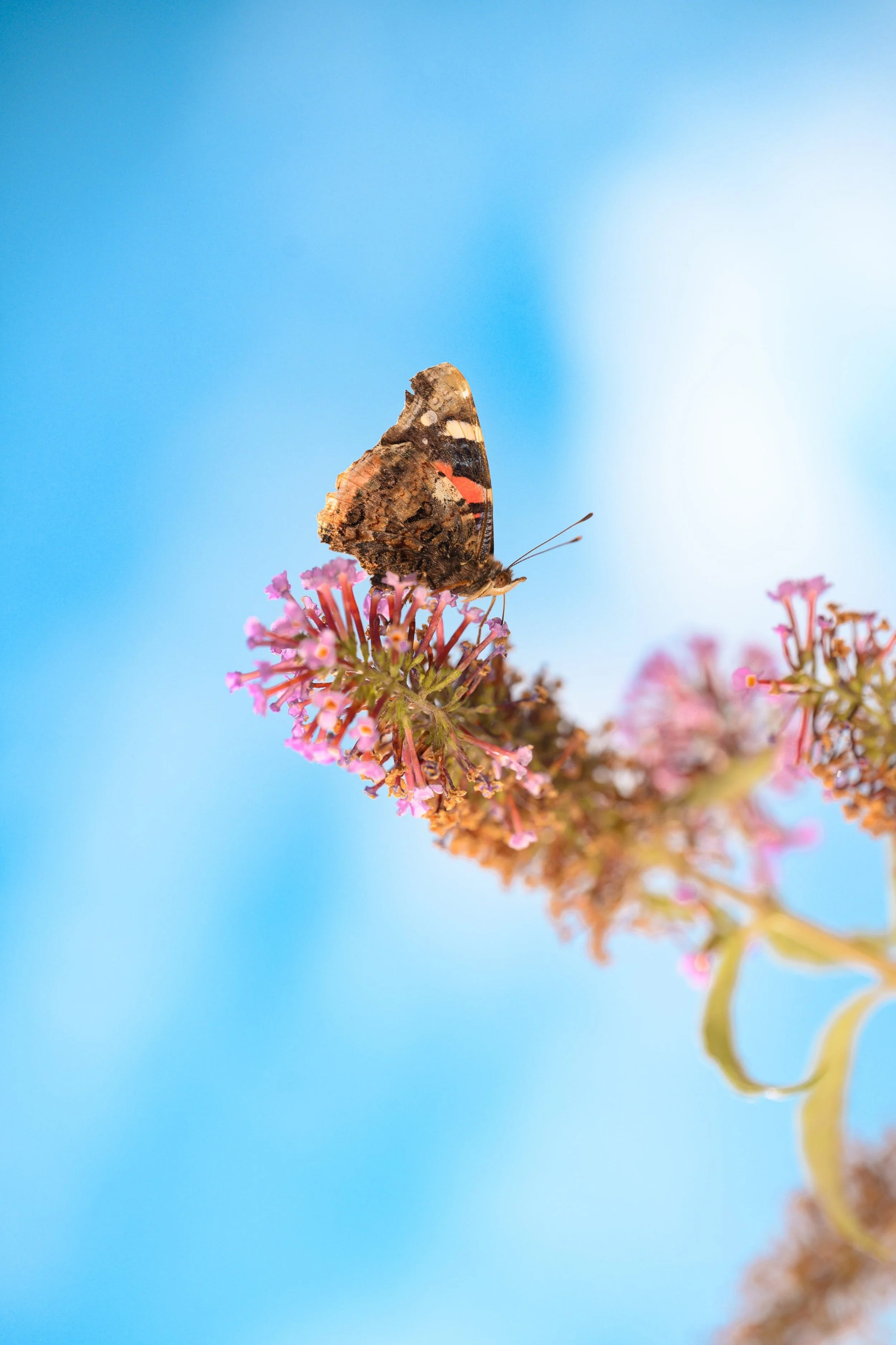 Red Admiral - Vanessa atalanta-0856.jpg