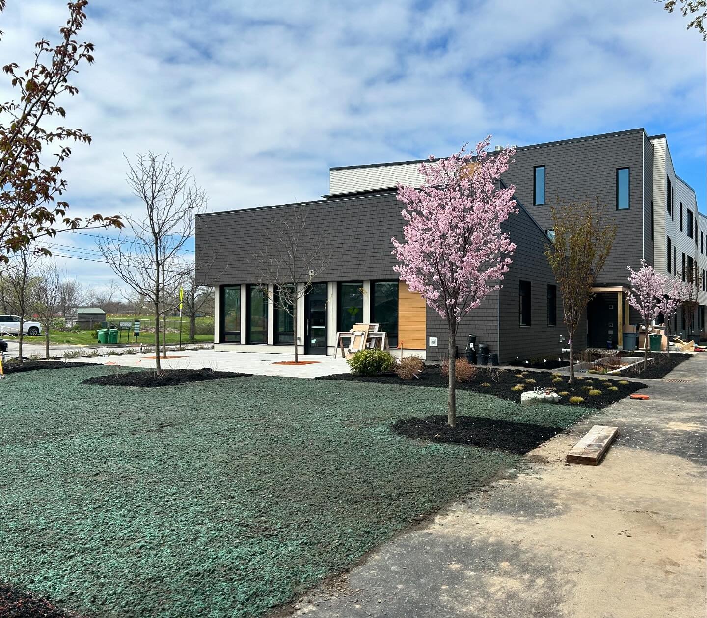 Fresh grass seed and tree blooms at our Front Street Phase 2 housing project in Portland. #zachauconstruction