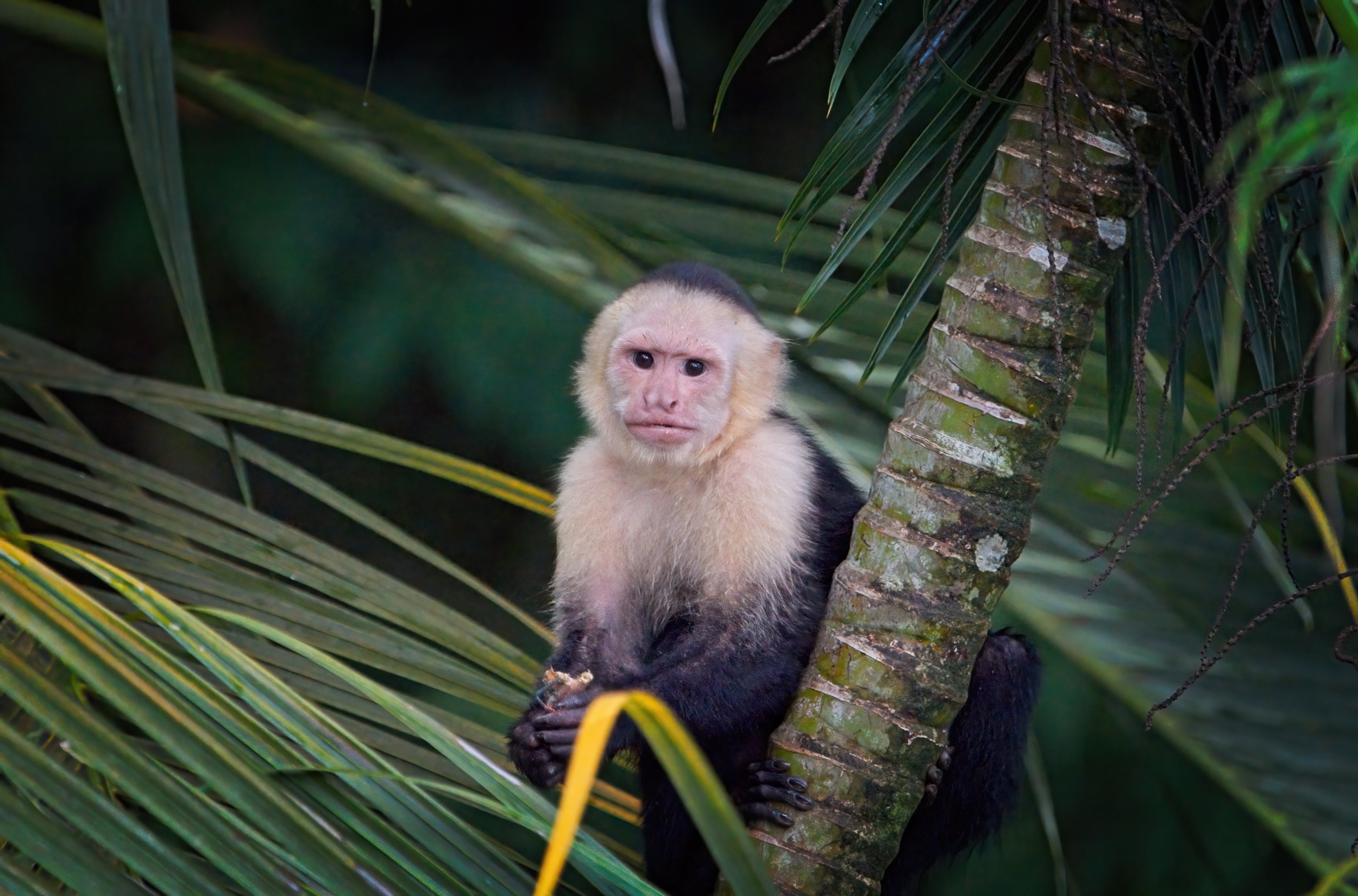 White faced Capuchin