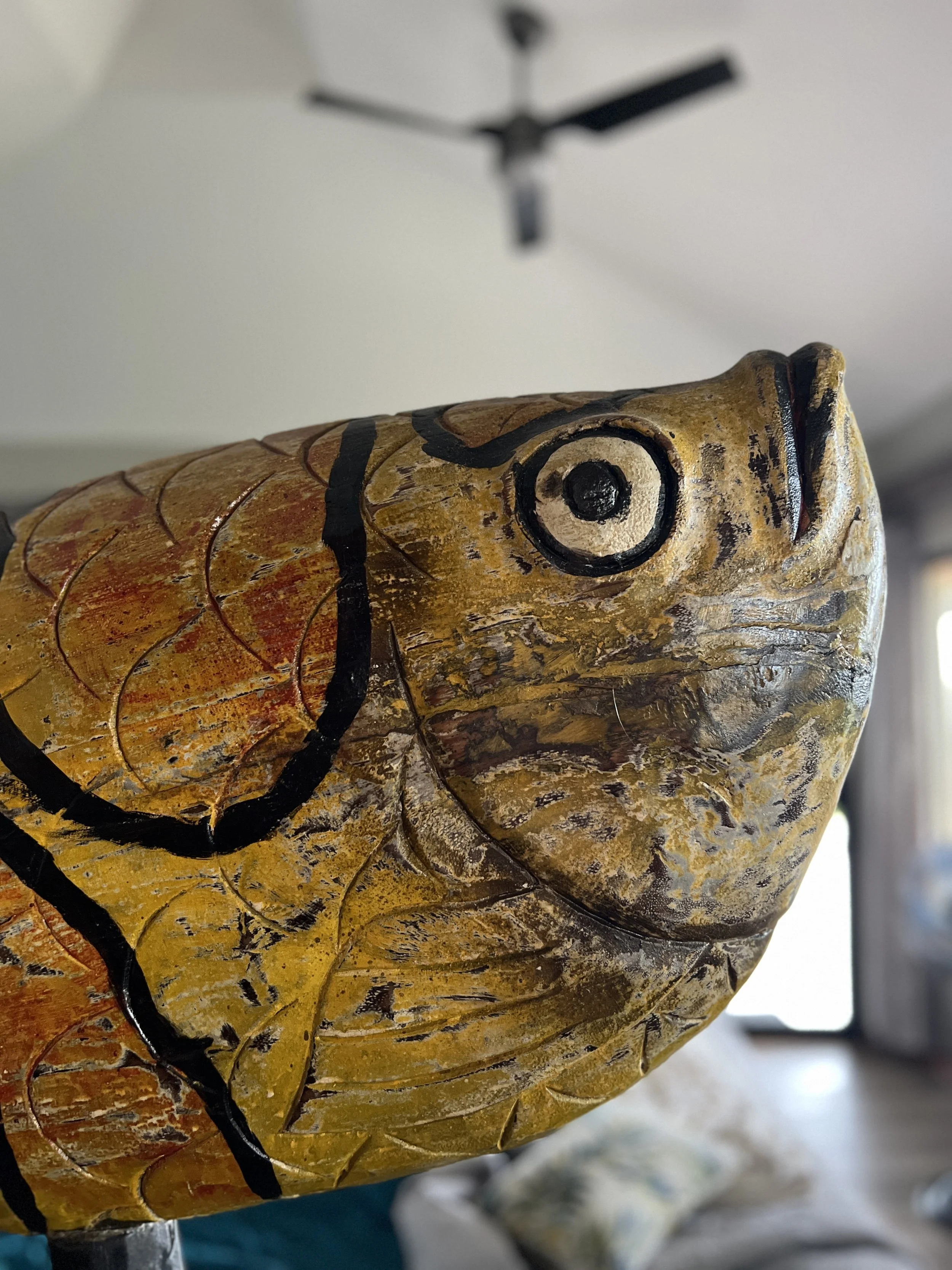 Grumpy fish.jpeg