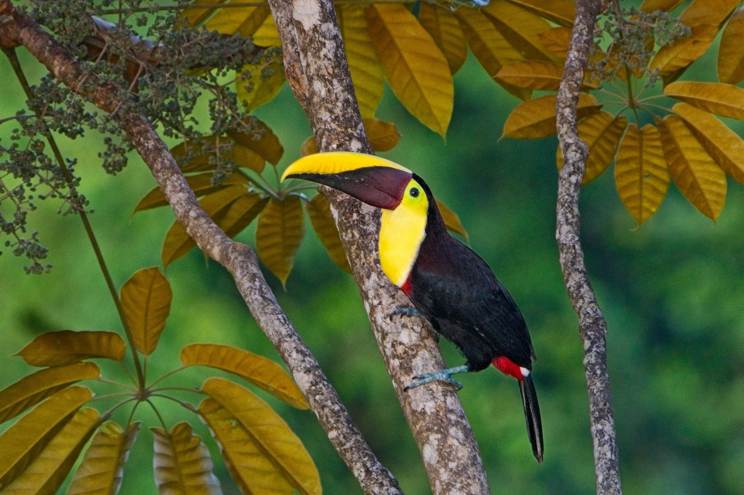 Yellow-Throated Toucans