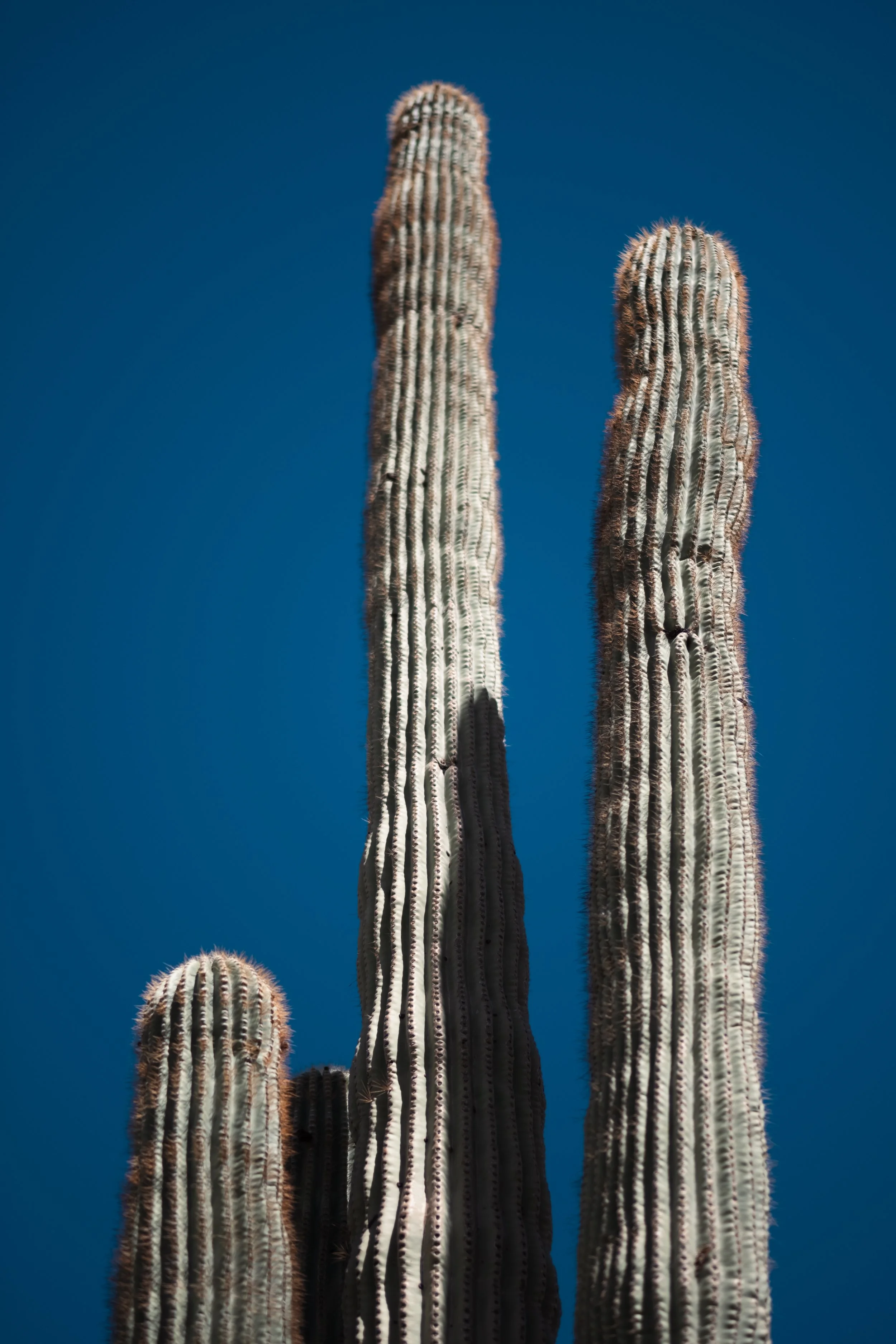 Website - Desert-2.jpg