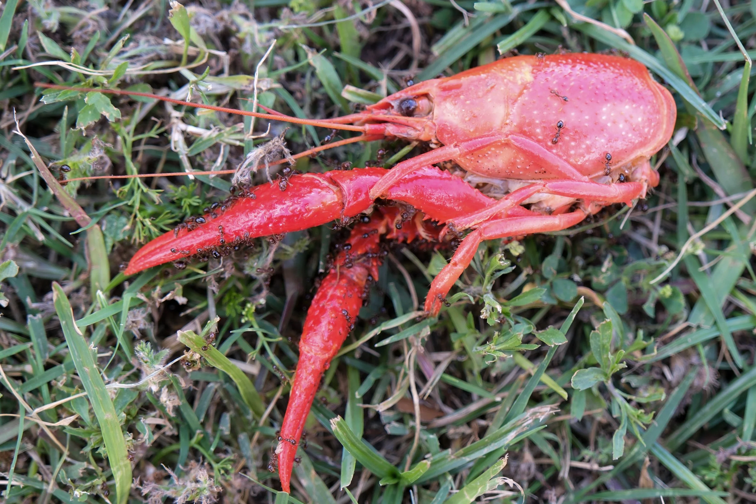 Copy of Jazz Fest-22.jpg