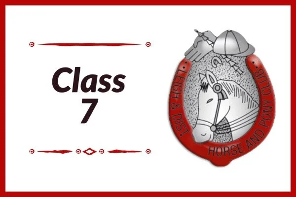 07. Show Horse plaited