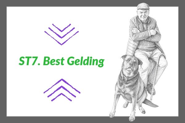 ST 7. Best Gelding